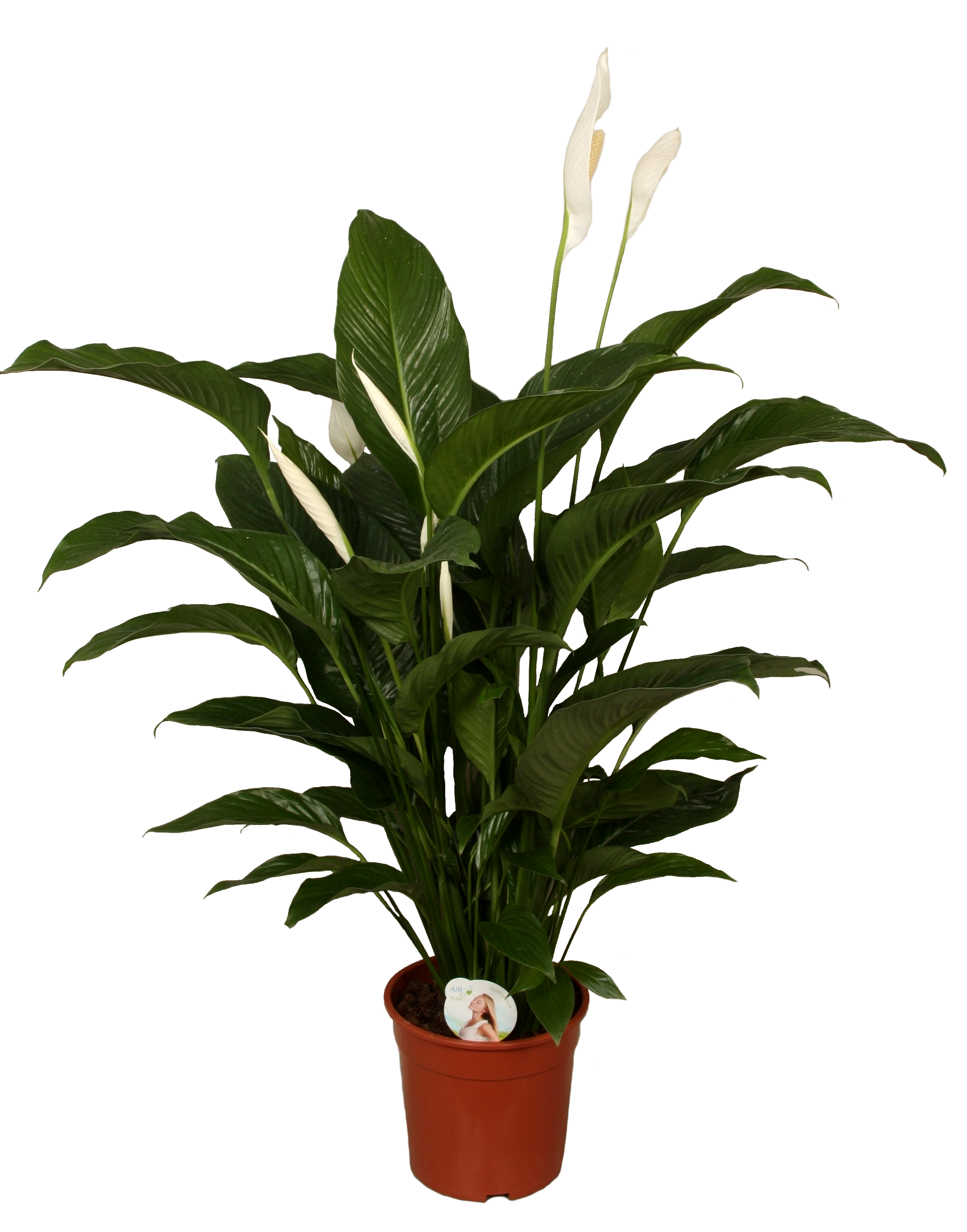 Skrzydłokwiat Spathiphyllum Sweet Lauretta 90cm