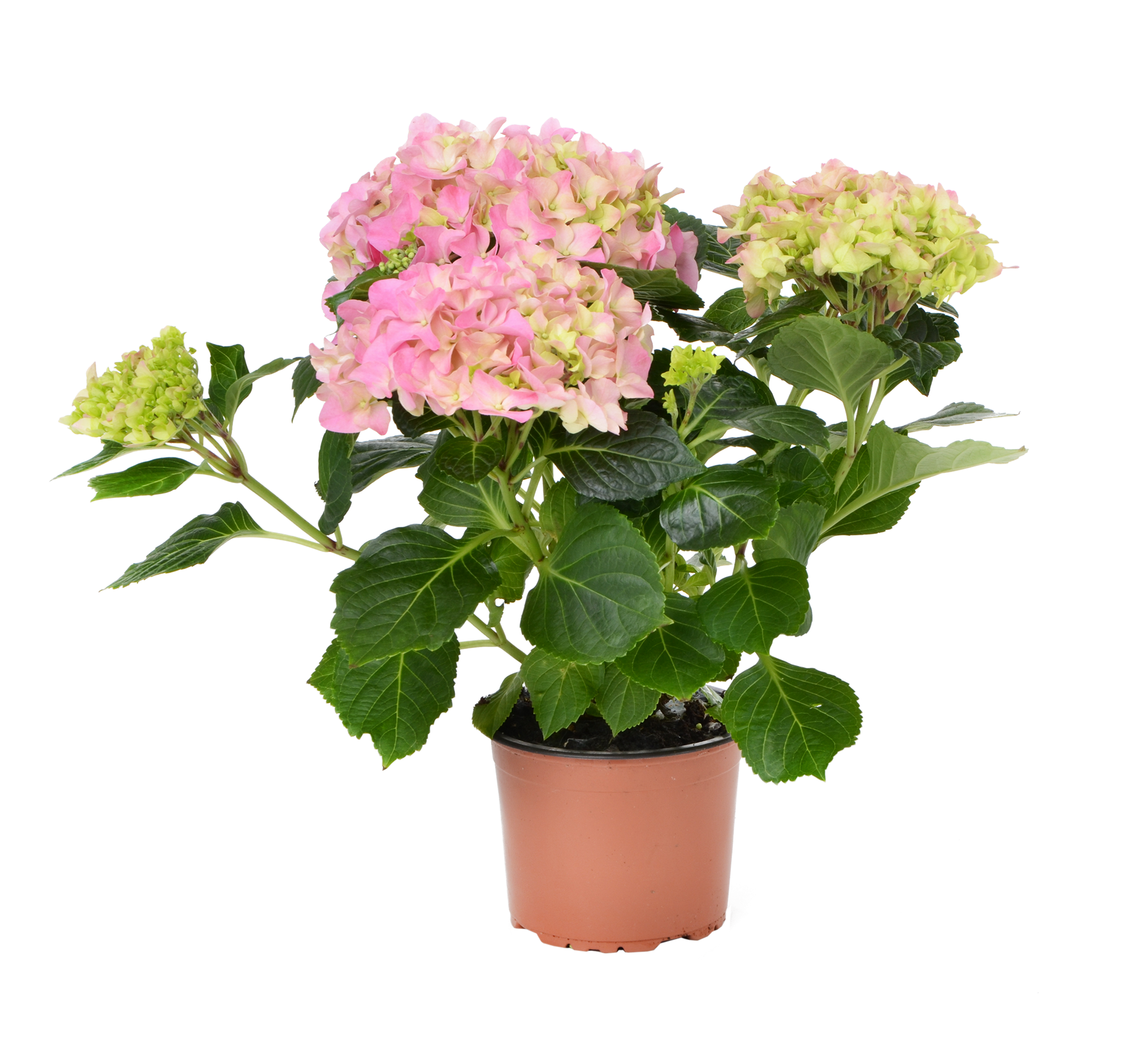 Hortensja kwitnąca mix 40 cm