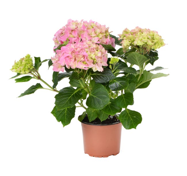 Hortensja kwitnaca mix 40 cm 45524703