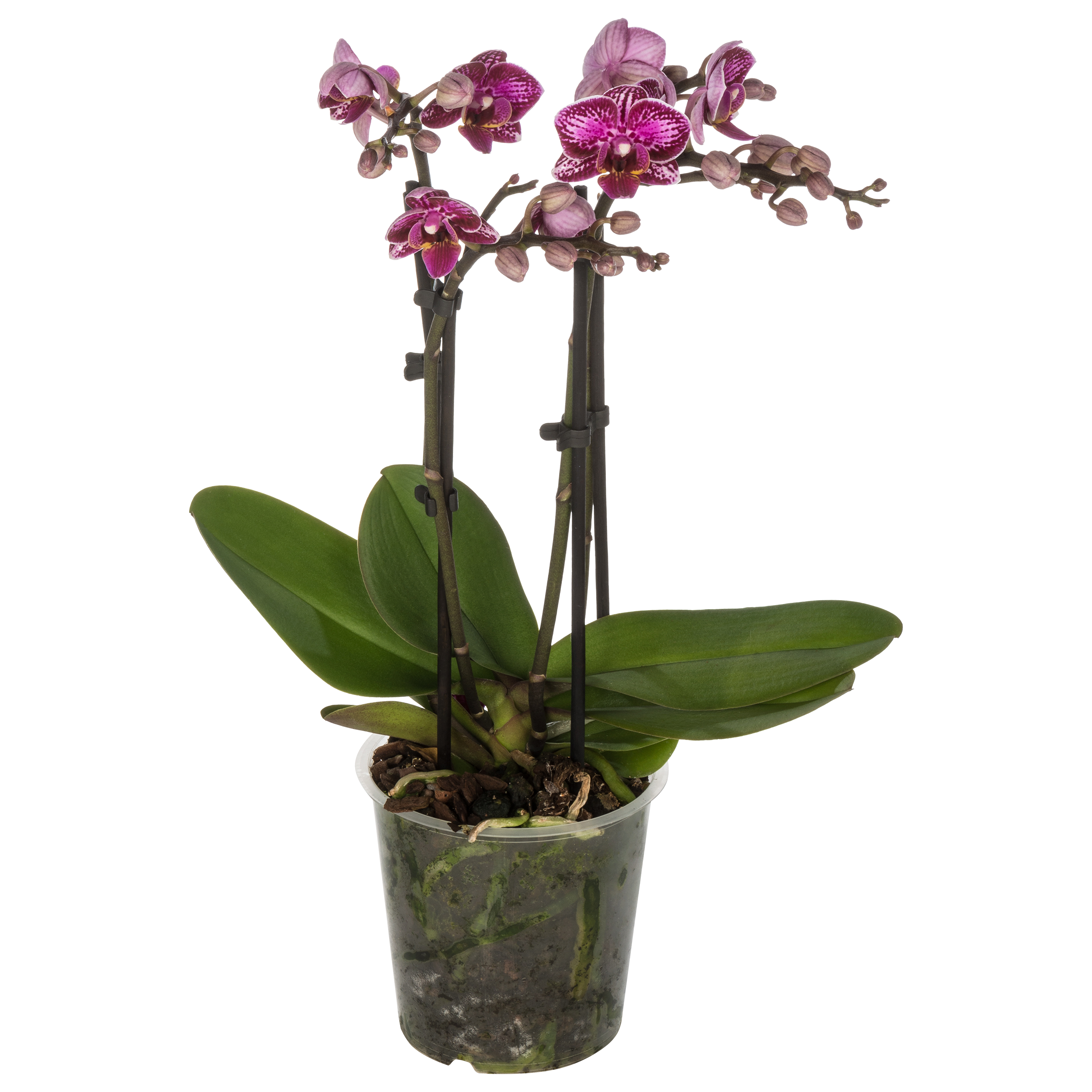 Storczyk Falenopsis Multiflora mix 40-50cm 4 pęd
