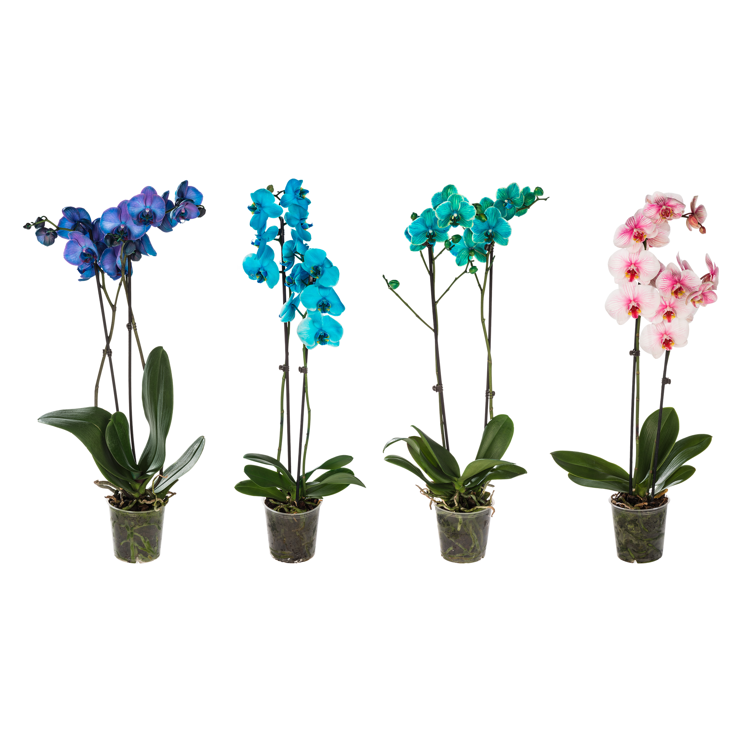 Storczyk Falenopsis farbowany mix 70cm 2 pędy