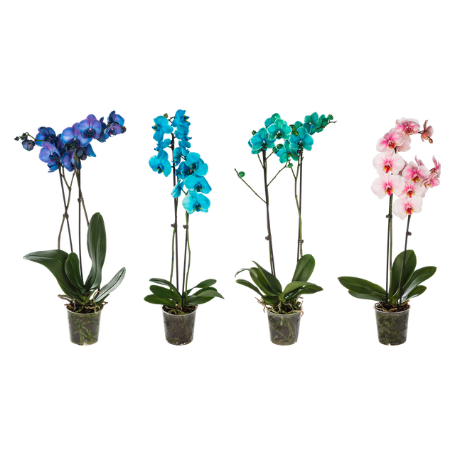 Storczyk Falenopsis farbowany mix 70cm 2 pędy