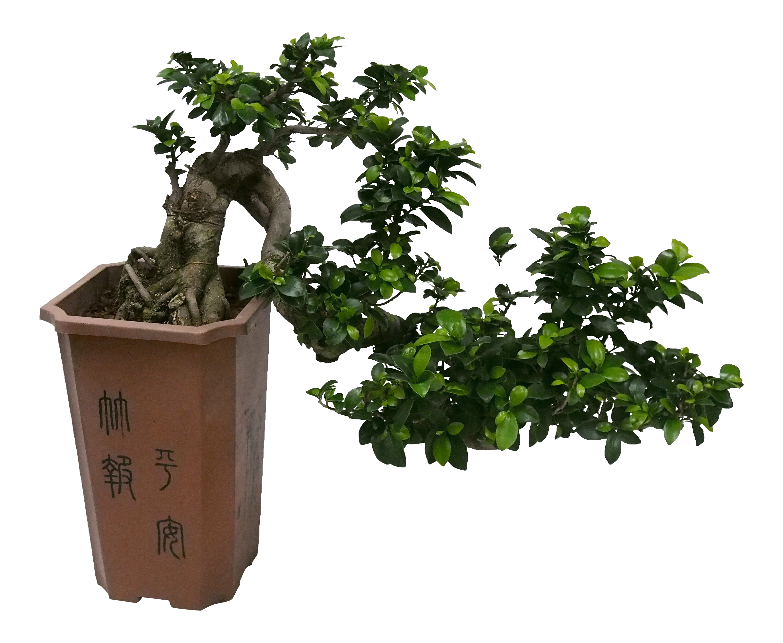 Bonsai Ficus Ginseng Cascade 70 cm