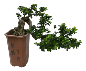 Drzewka bonsai - ficus giseng i wiele innych gatunkw