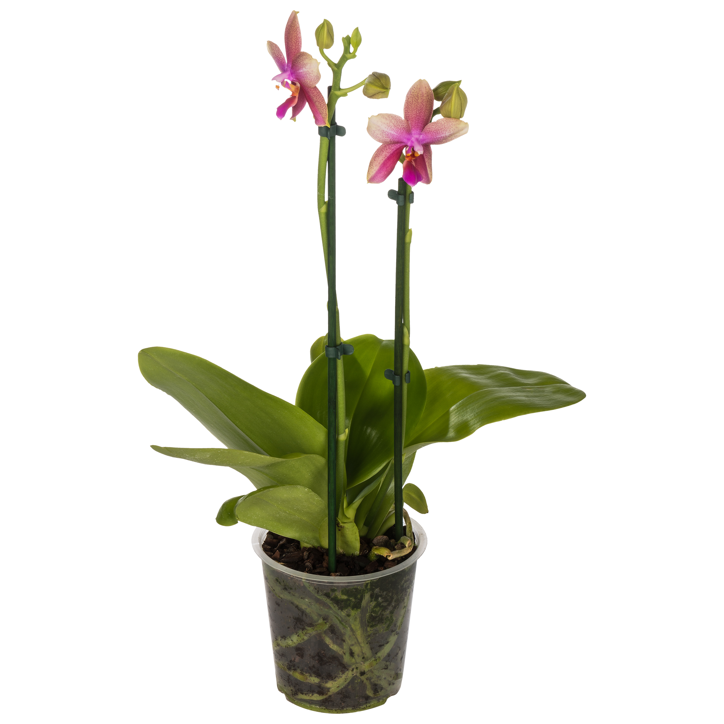 Storczyk Falenopsis Liodoro 40-45cm 2 pędy