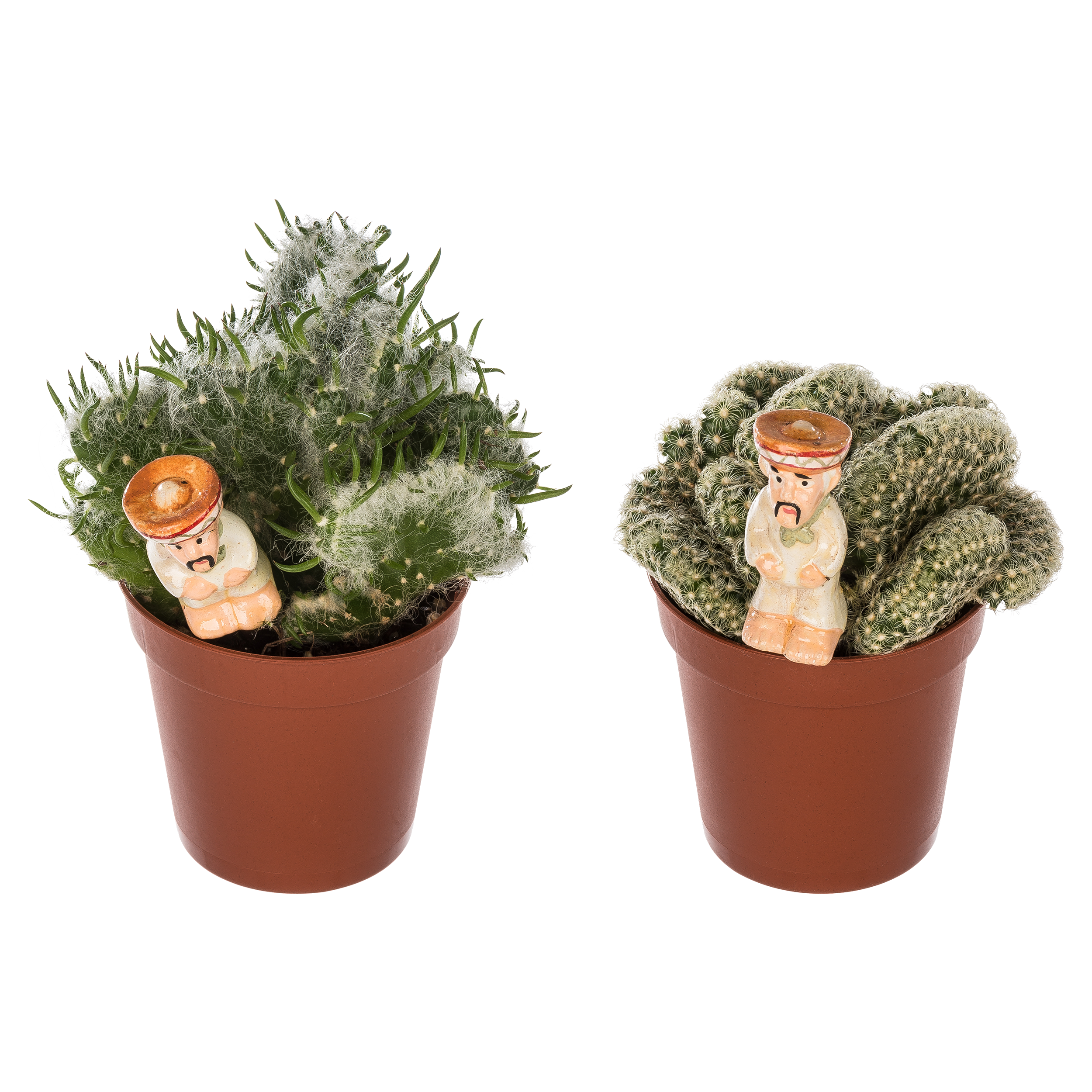 Kaktus z dekoracją mix 12 cm - 8