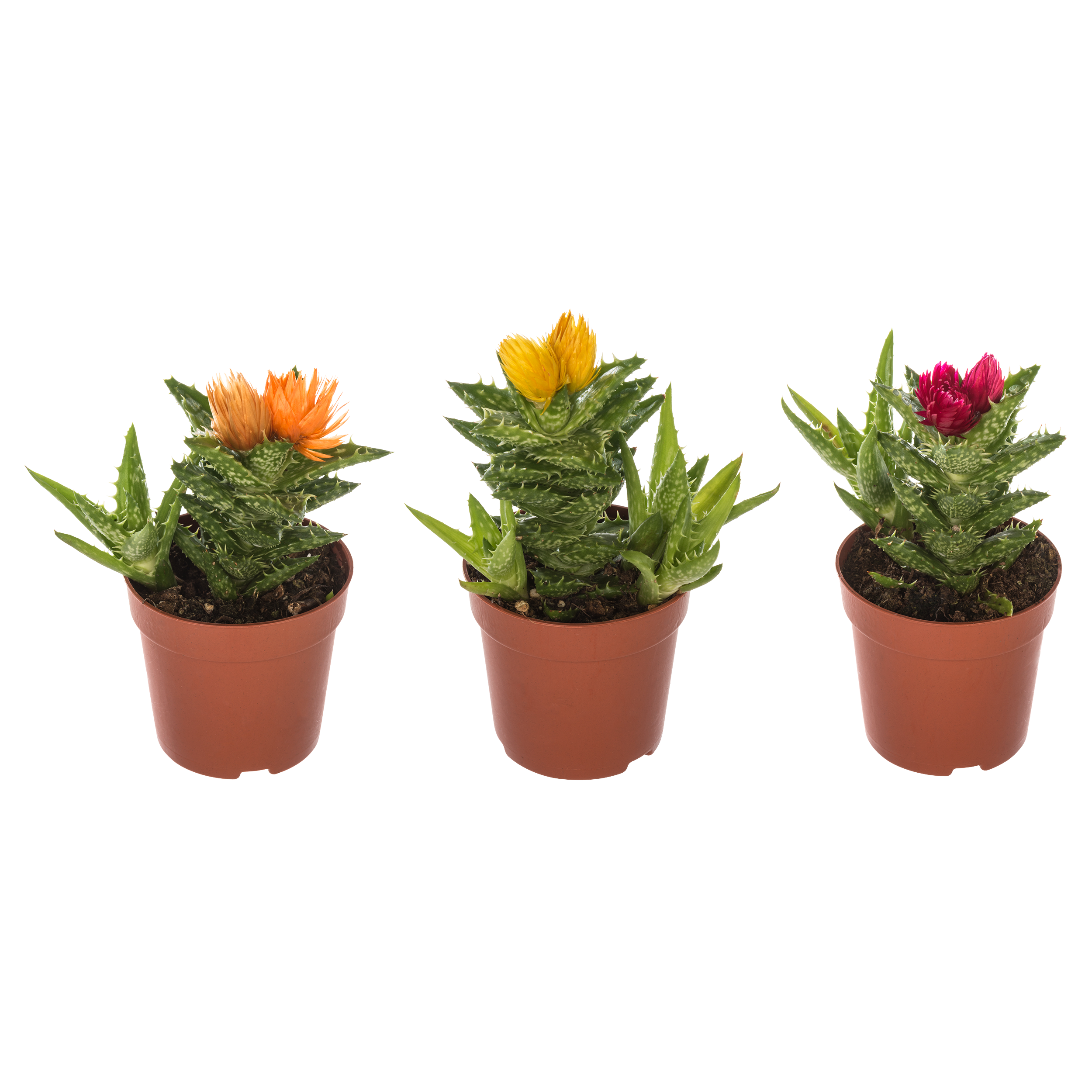 Aloes Squarrosa mix 15 cm - Leroy Merlin