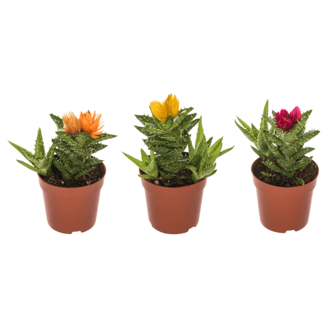 Aloes Squarrosa mix 15 cm