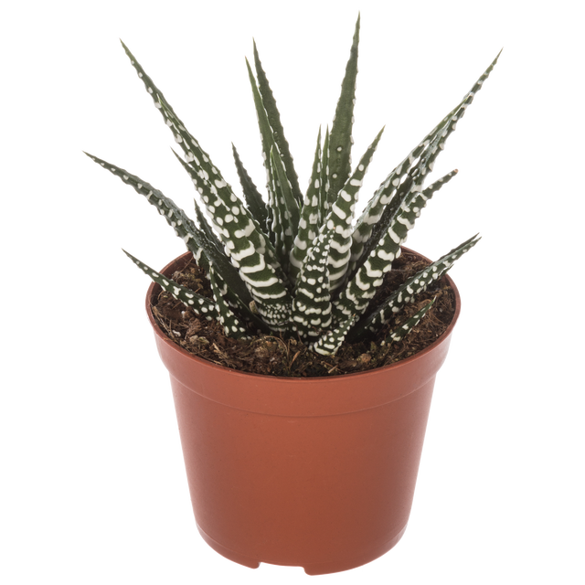 Haworsja Big Band 10 cm