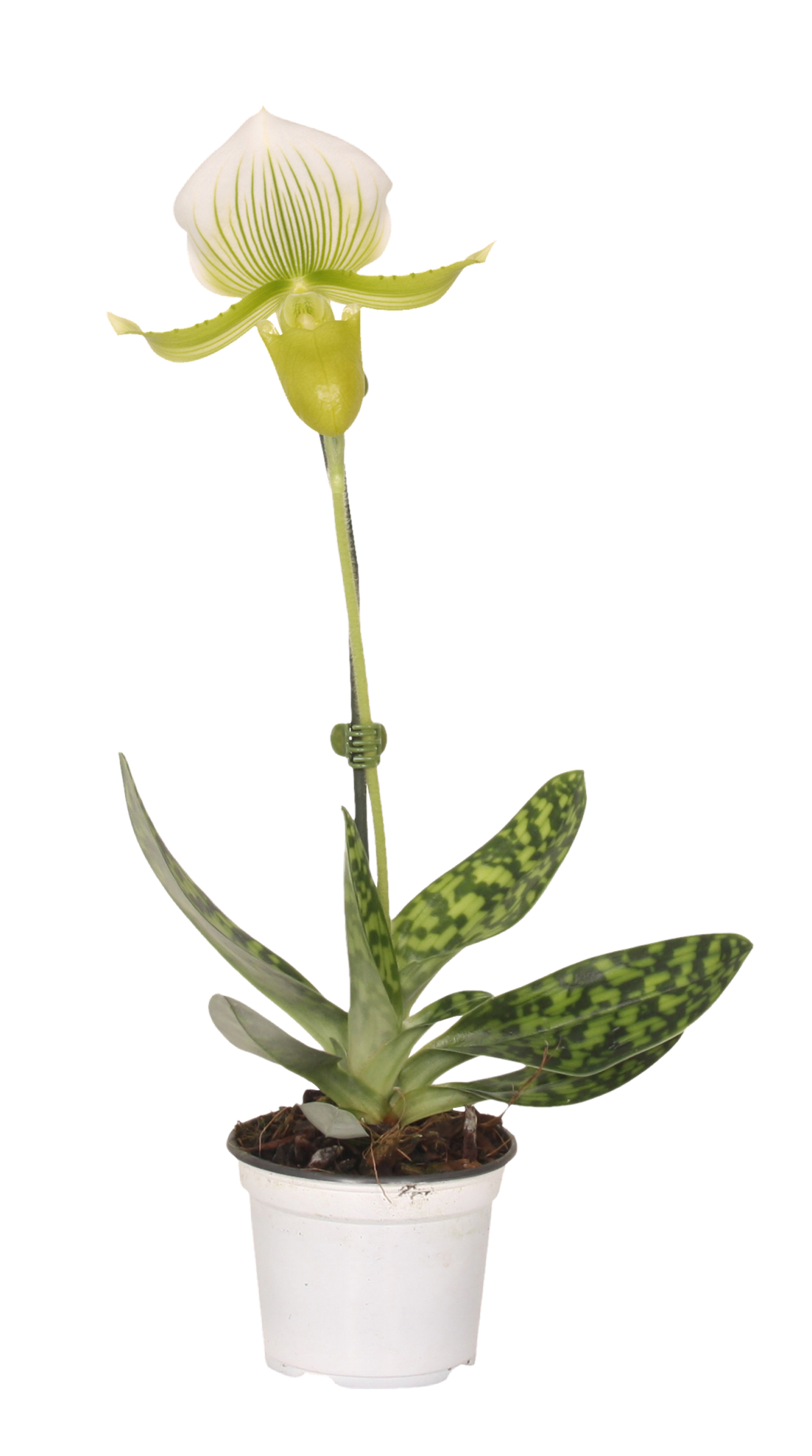 Storczyk Pafiopedilum 'Femma' 1 pęd 35 - 40 cm