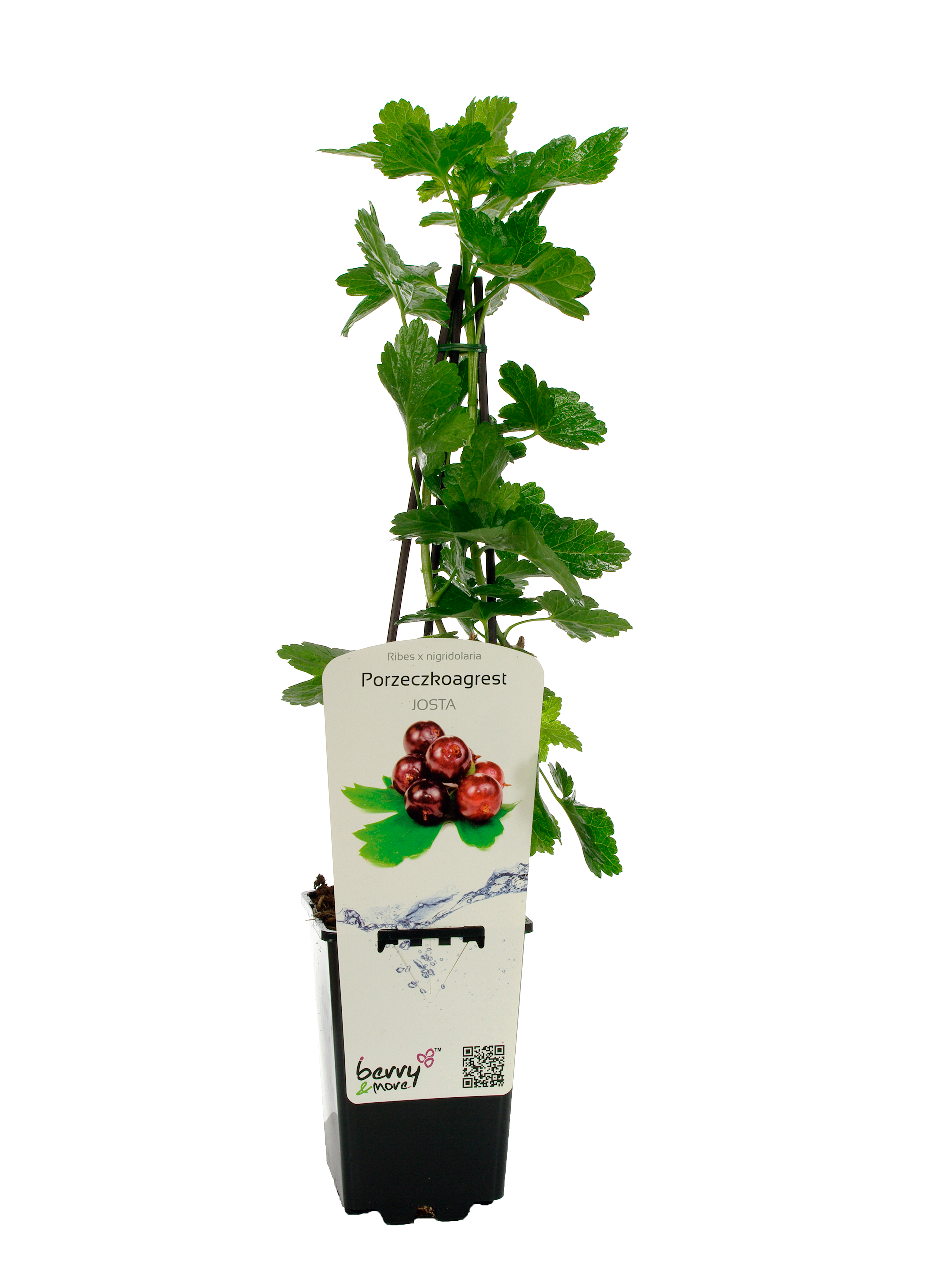 Porzeczkoagrest 26 cm Berry&amp;More™