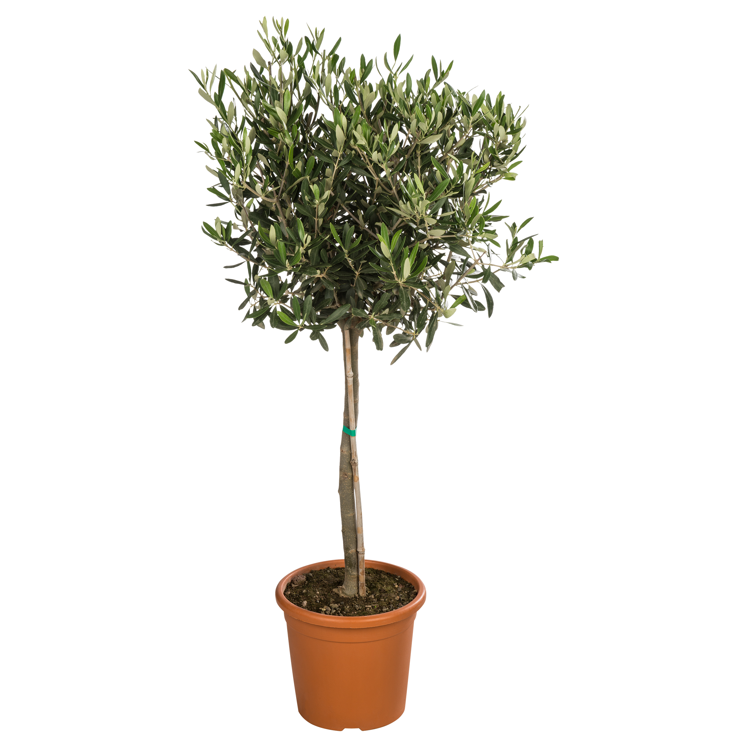 Oliwka Europejska 95-105 cm