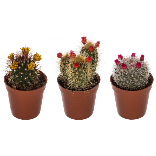 Kaktus dekorowany Picker mix 15 cm