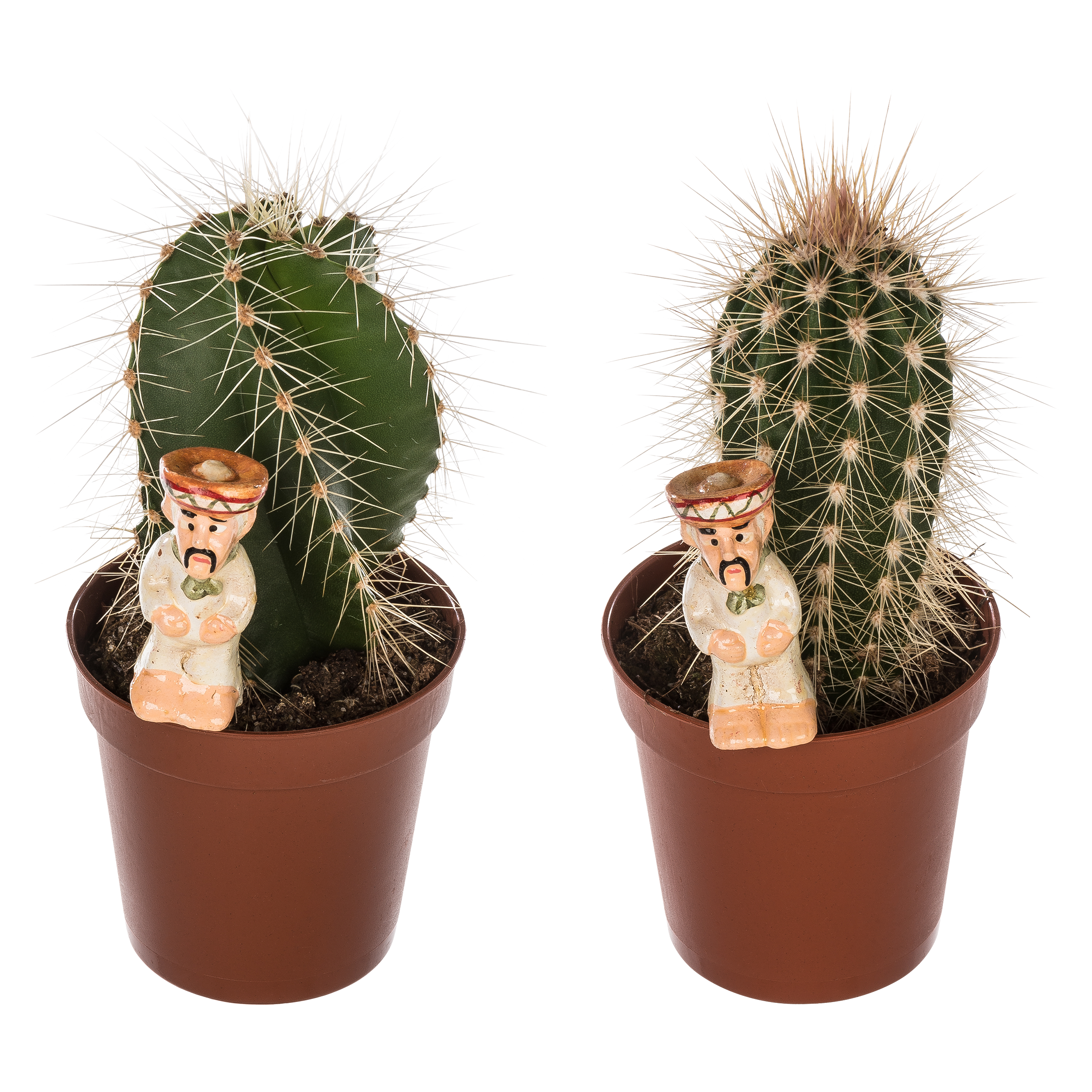 Kaktus z dekoracją mix 12 cm - 7