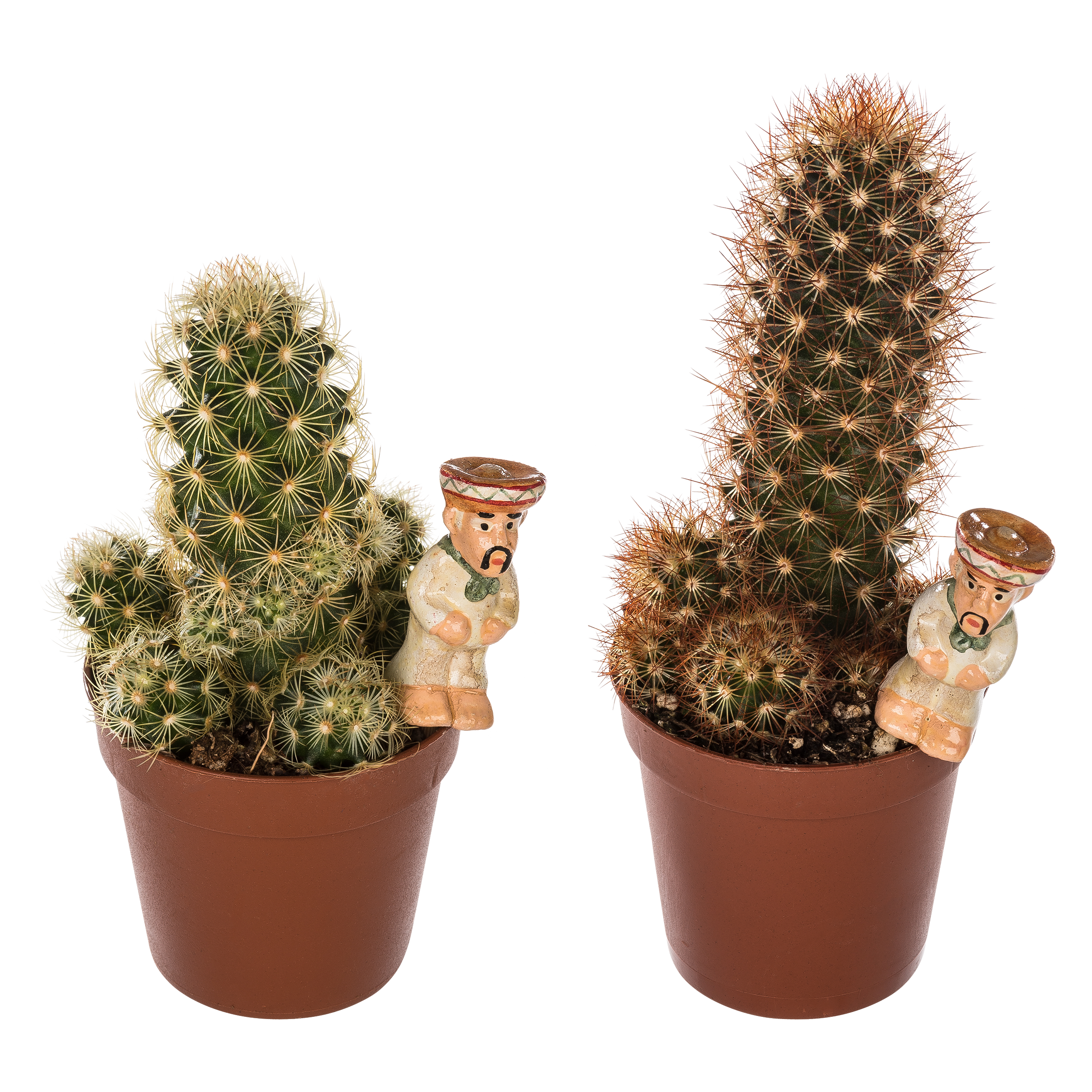 Kaktus z dekoracją mix 12 cm - 6