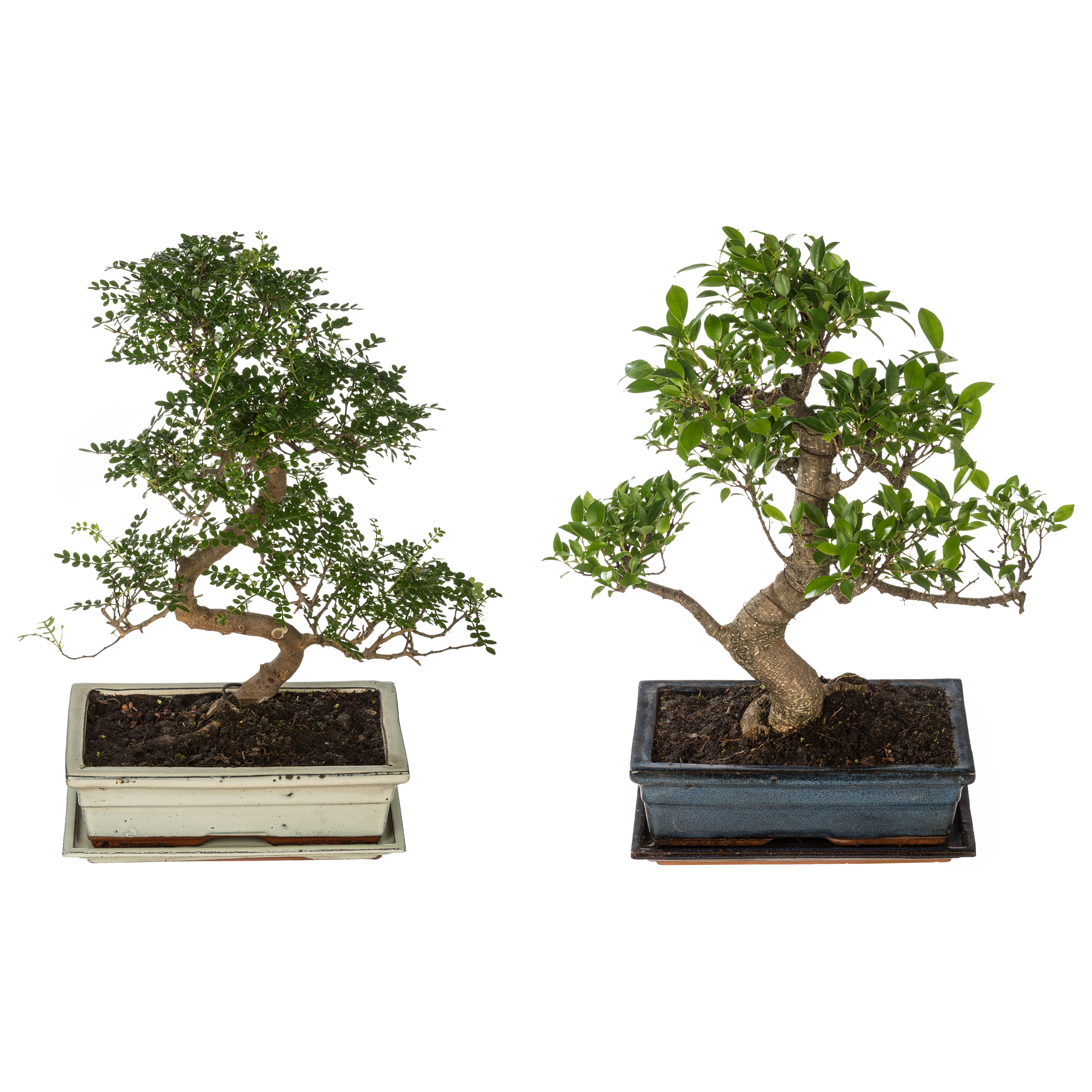 Bonsai mix 40 cm