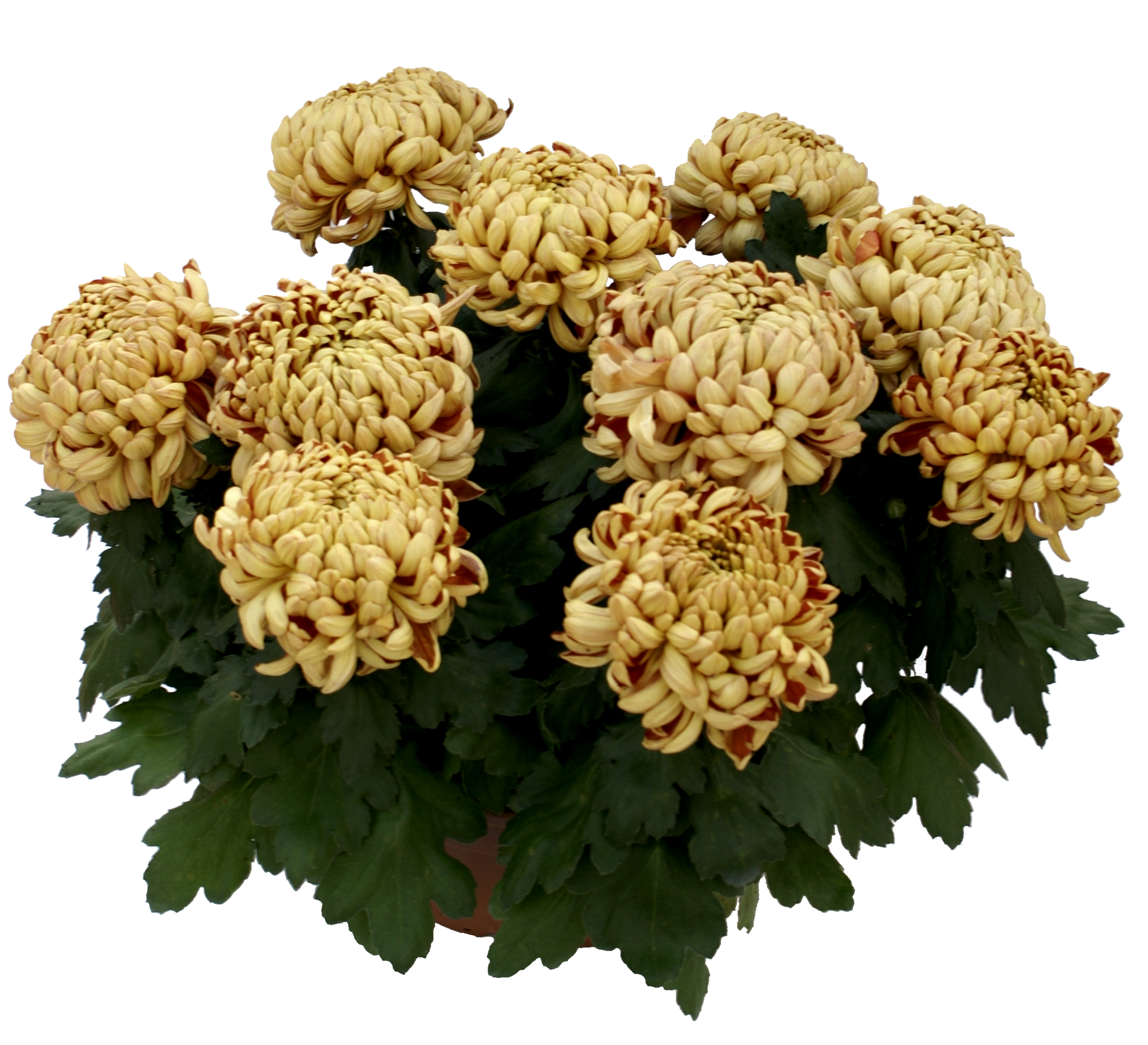 Chryzantema trzykolorowa mix 25-35 cm misa - 3