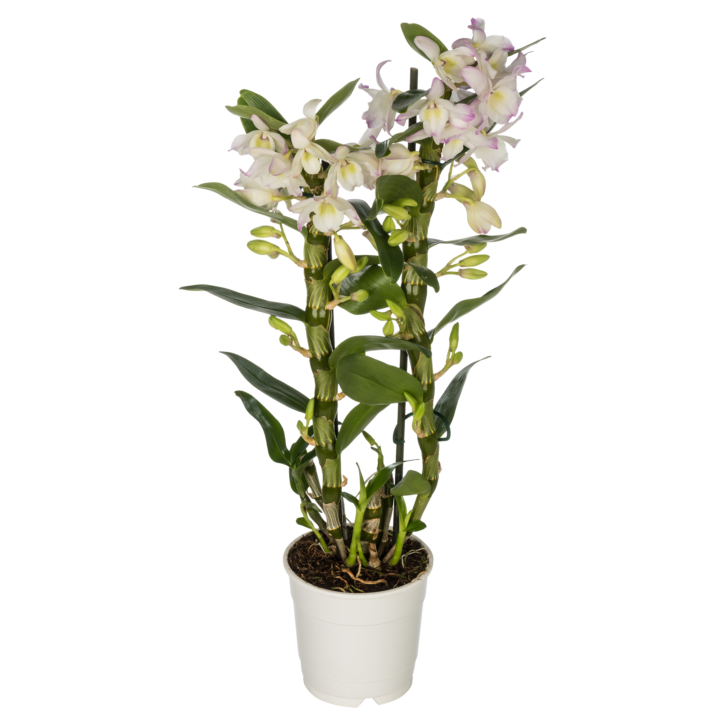 Storczyk Dendrobium nobile mix 45-55cm 2 pędy
