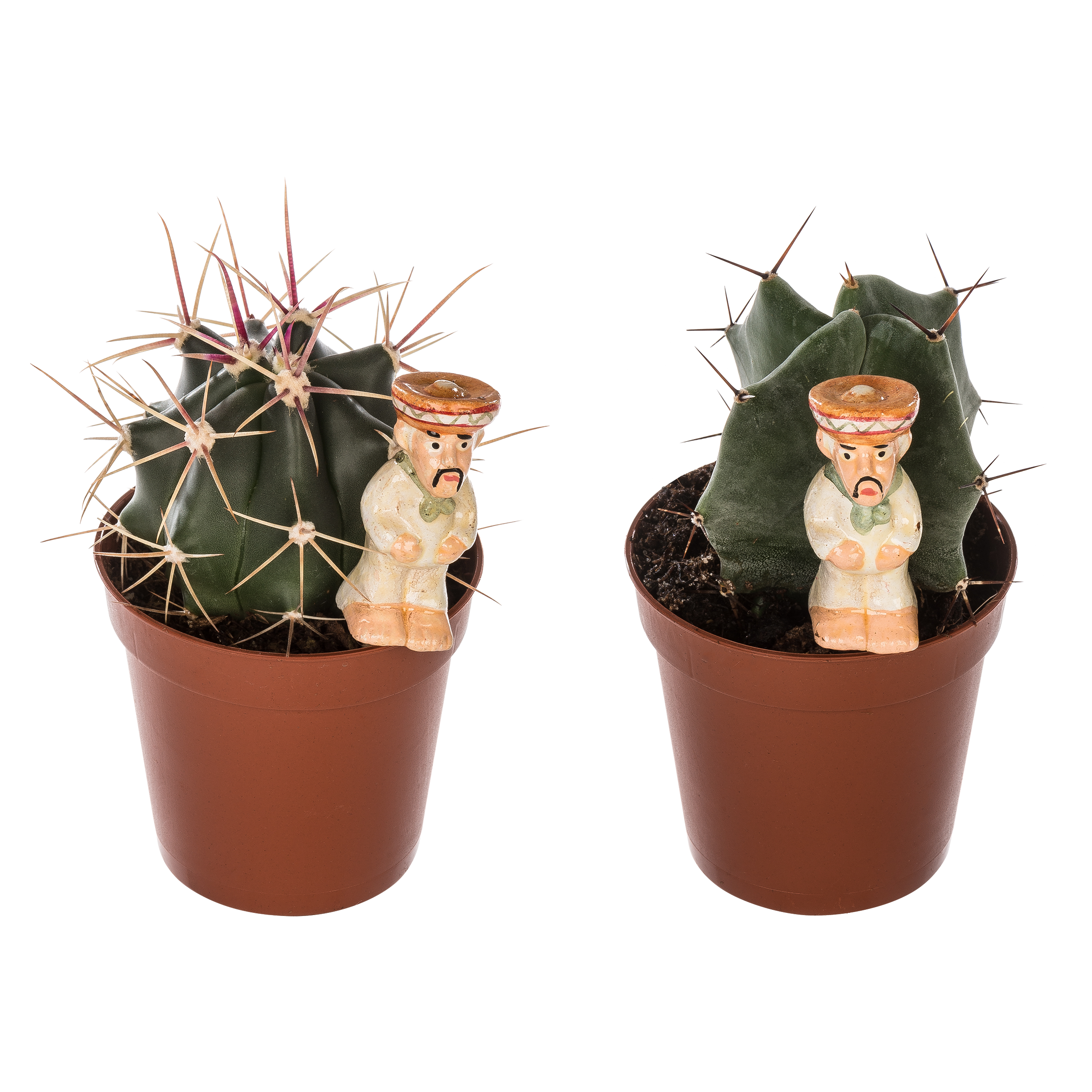 Kaktus z dekoracją mix 12 cm - 5