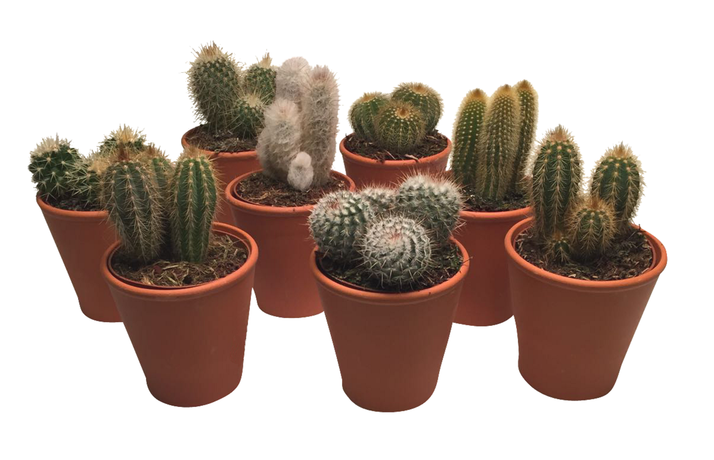 Kaktus w doniczce glinianej mix 20 cm