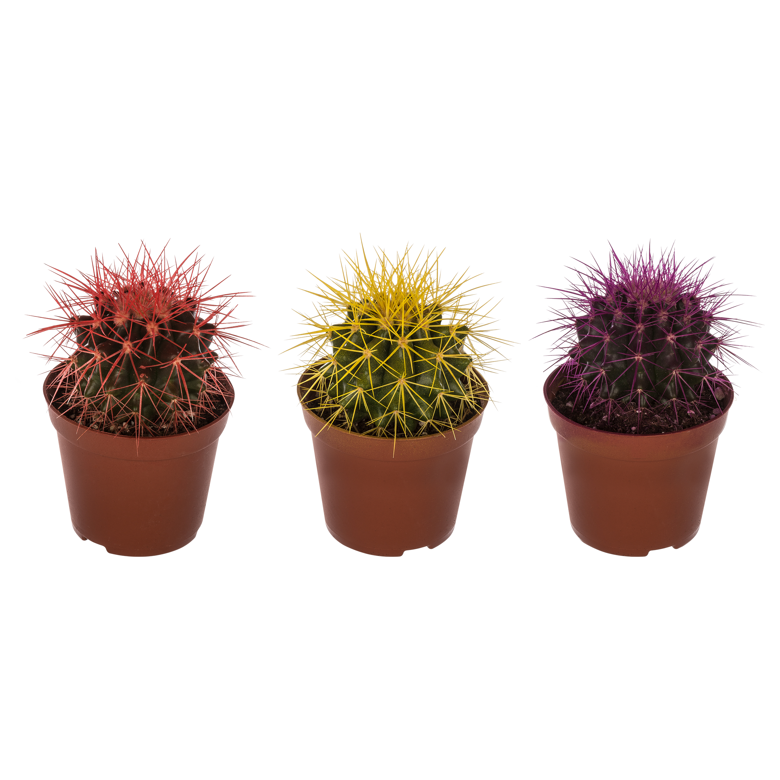 Echinokaktus Rainbow mix 8 cm