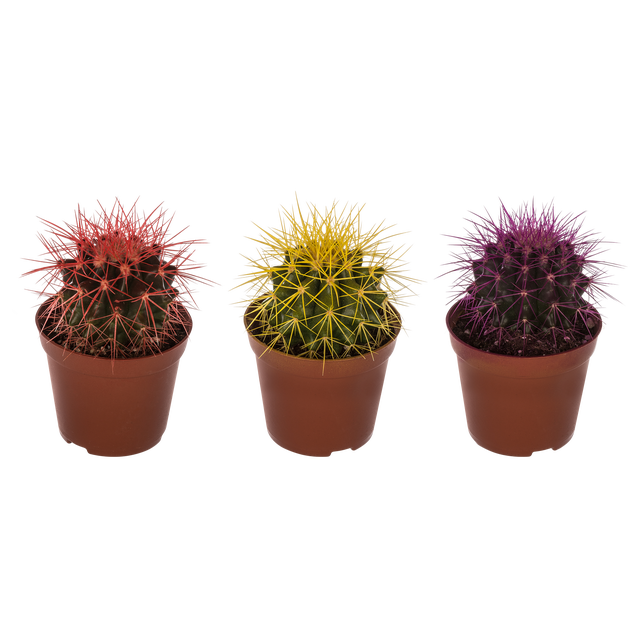 Echinokaktus Rainbow mix 8 cm