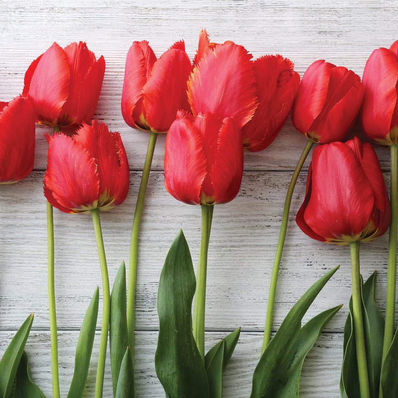 Deska do krojenia Tulips RED Alfa-Cer