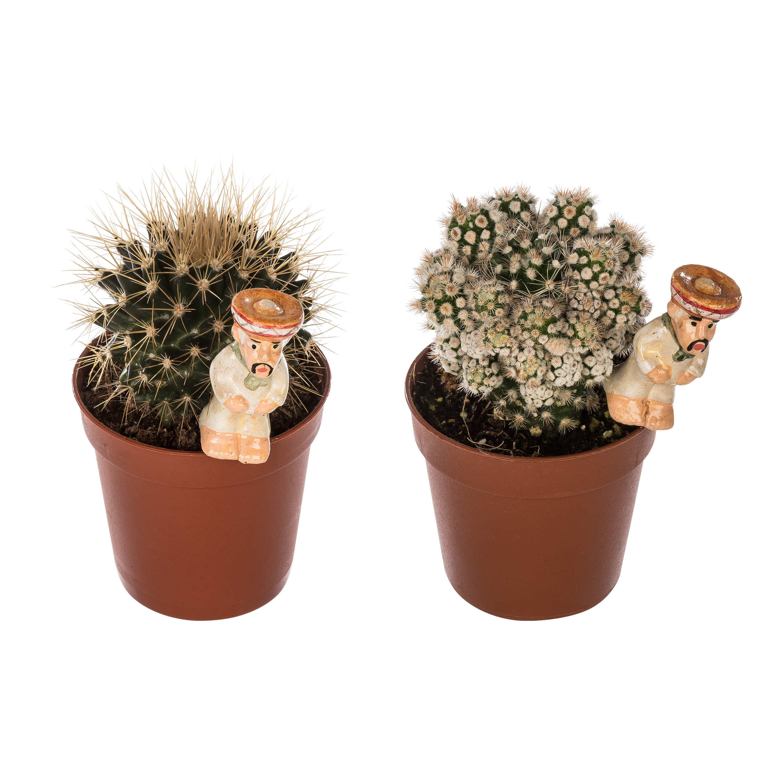 Kaktus z dekoracją mix 12 cm - 4