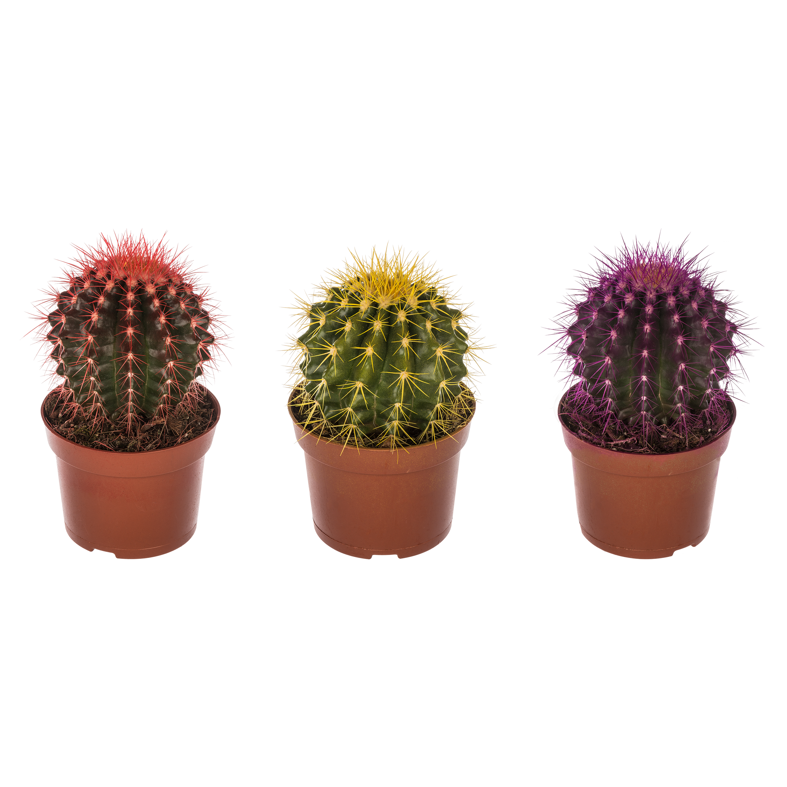 Echinokaktus Rainbow mix 15 cm