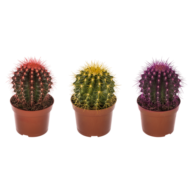 Echinokaktus Rainbow mix 15 cm