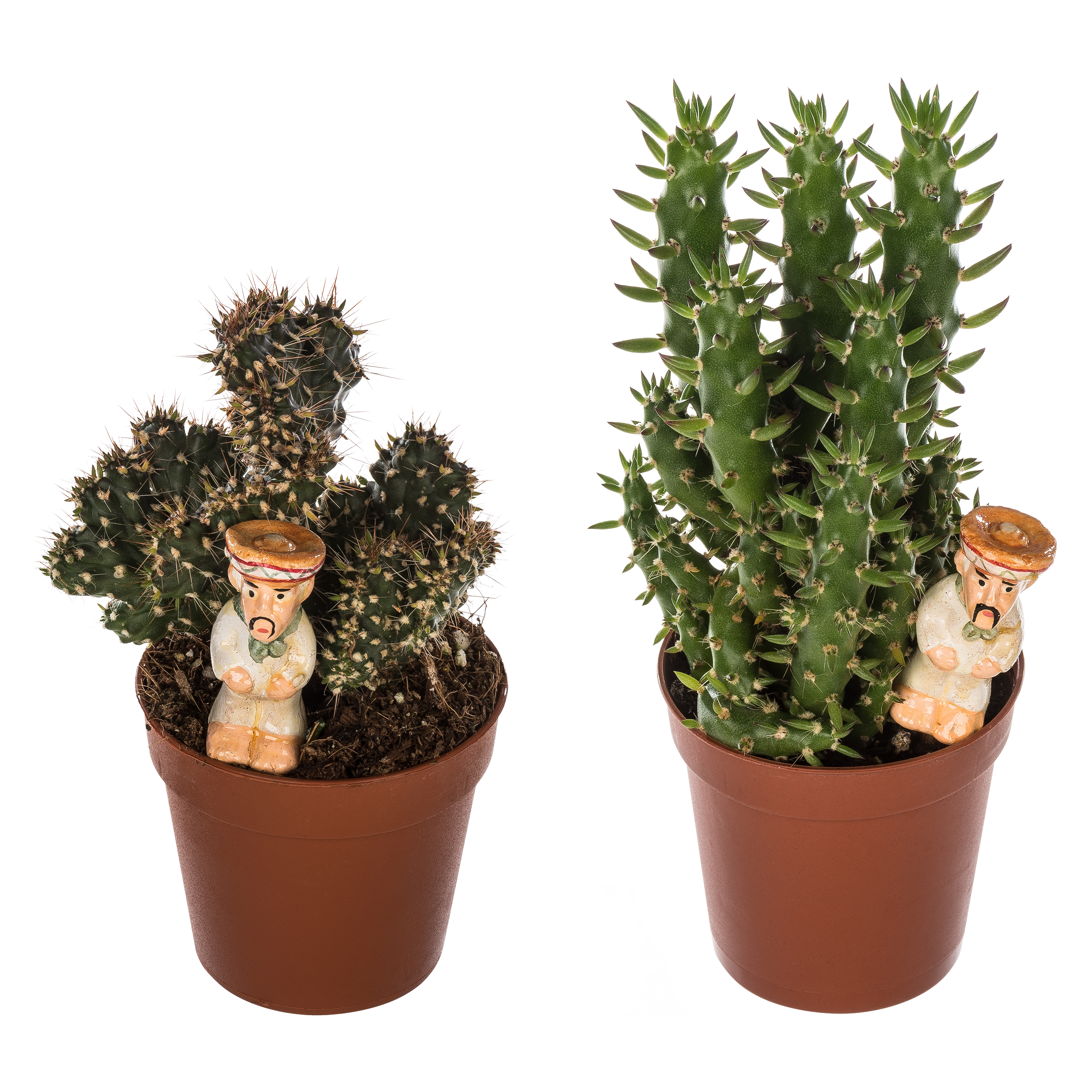 Kaktus z dekoracją mix 12 cm - 9