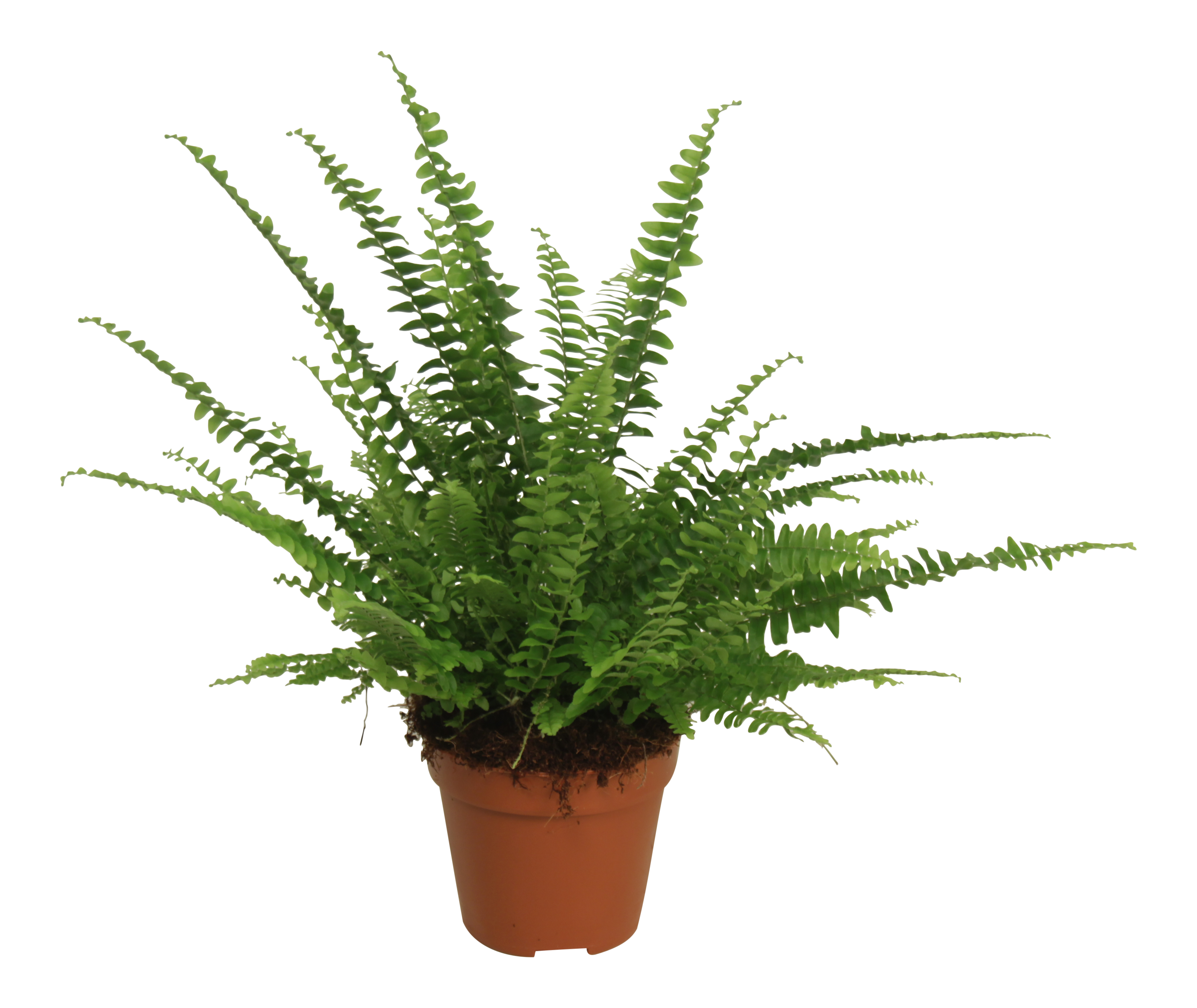 Nefrolepis Green Lady Paprotka 25-30 cm
