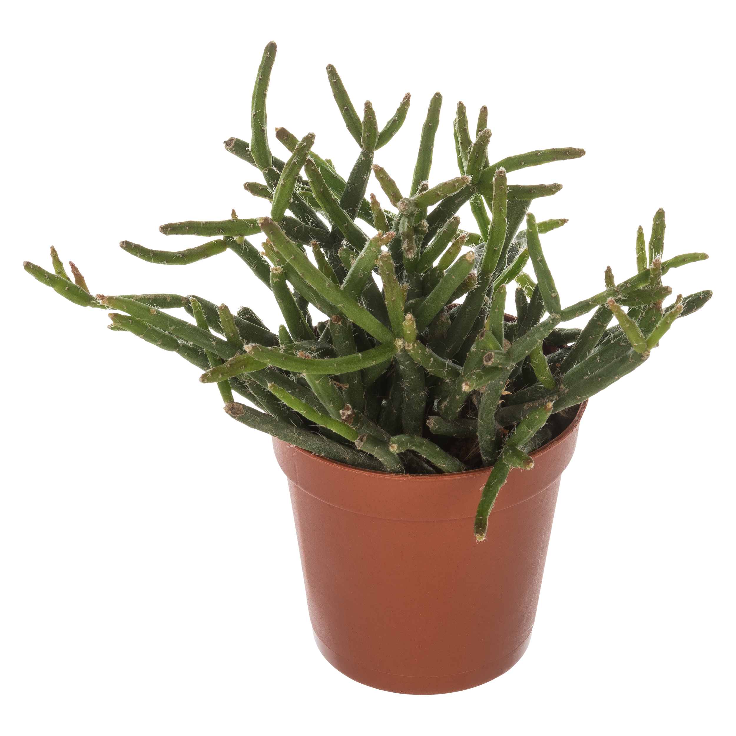 Rhipsalis Patyczak zwisający mix 10 cm - 3