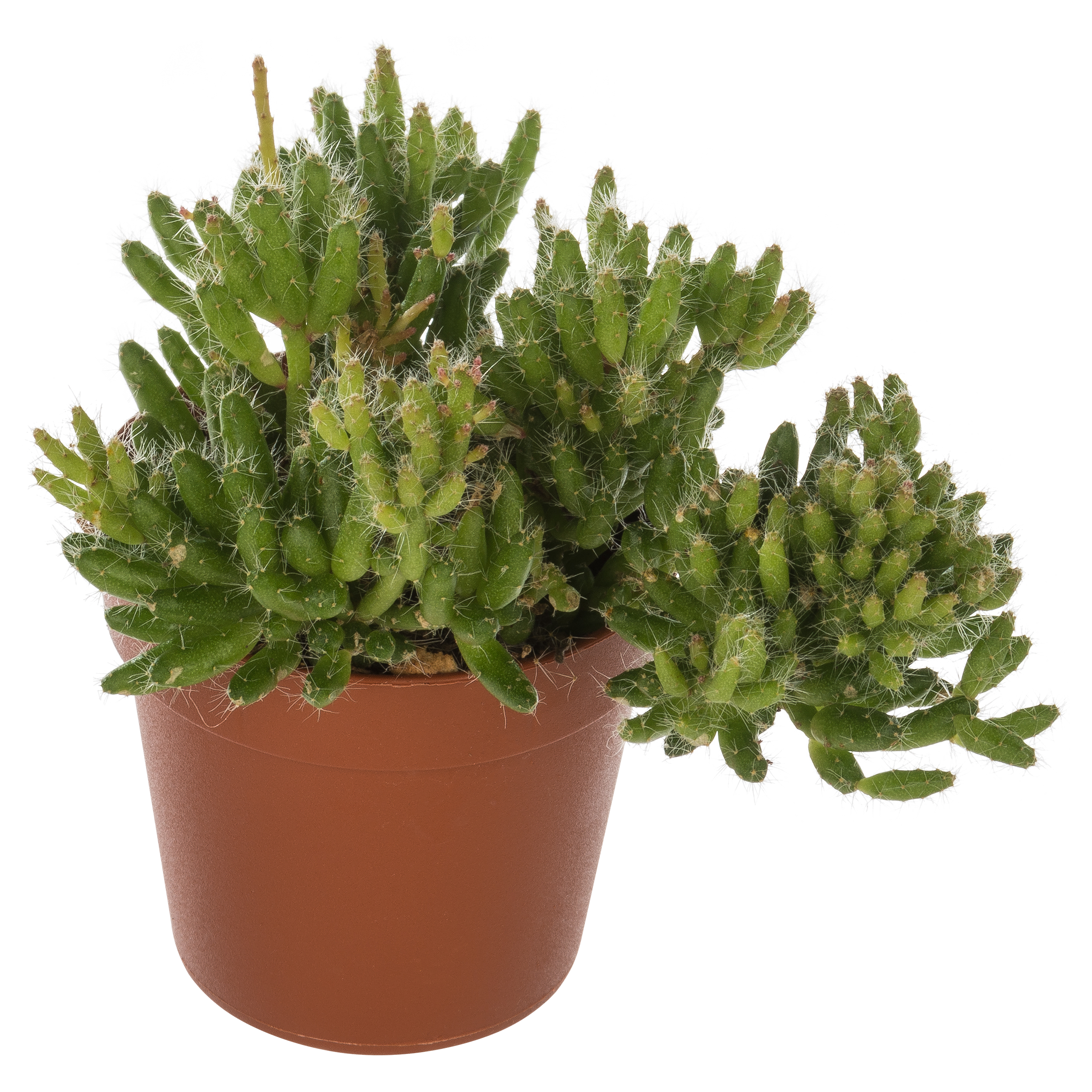 Rhipsalis Patyczak zwisający mix 10 cm