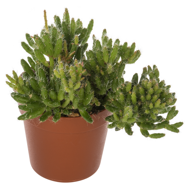 Rhipsalis Patyczak zwisający mix 10 cm