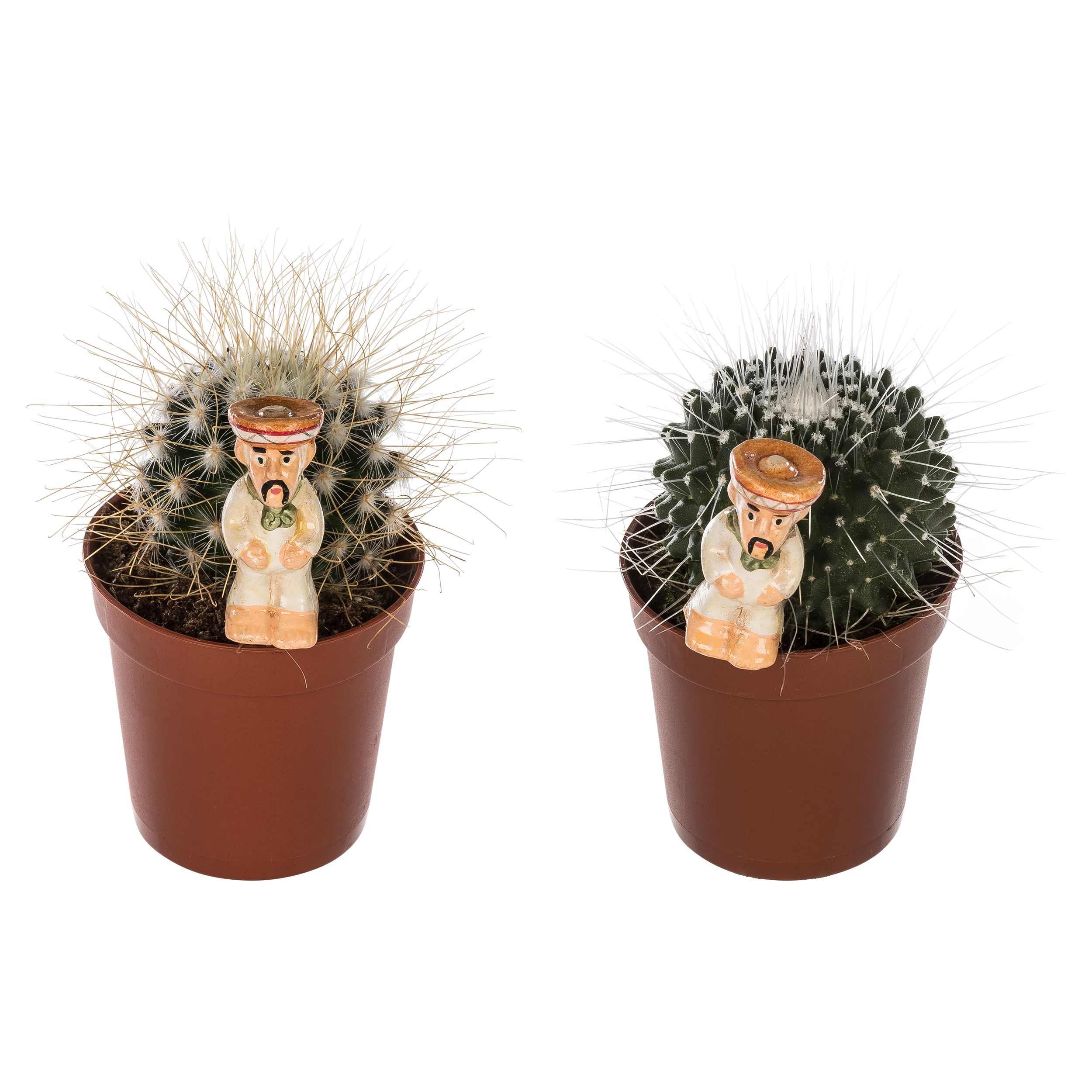 Kaktus z dekoracją mix 12 cm - 3