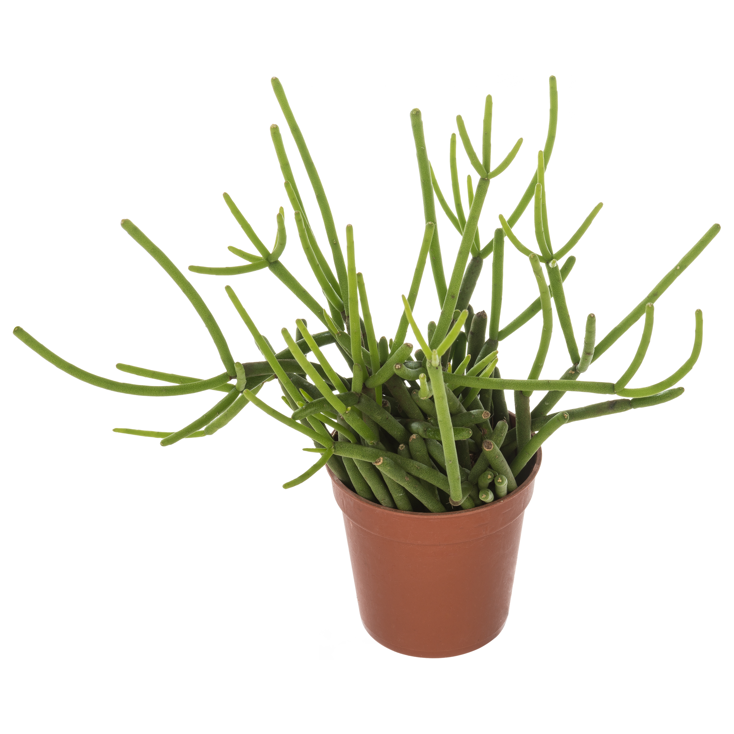 Rhipsalis Patyczak zwisający mix 10 cm - 2