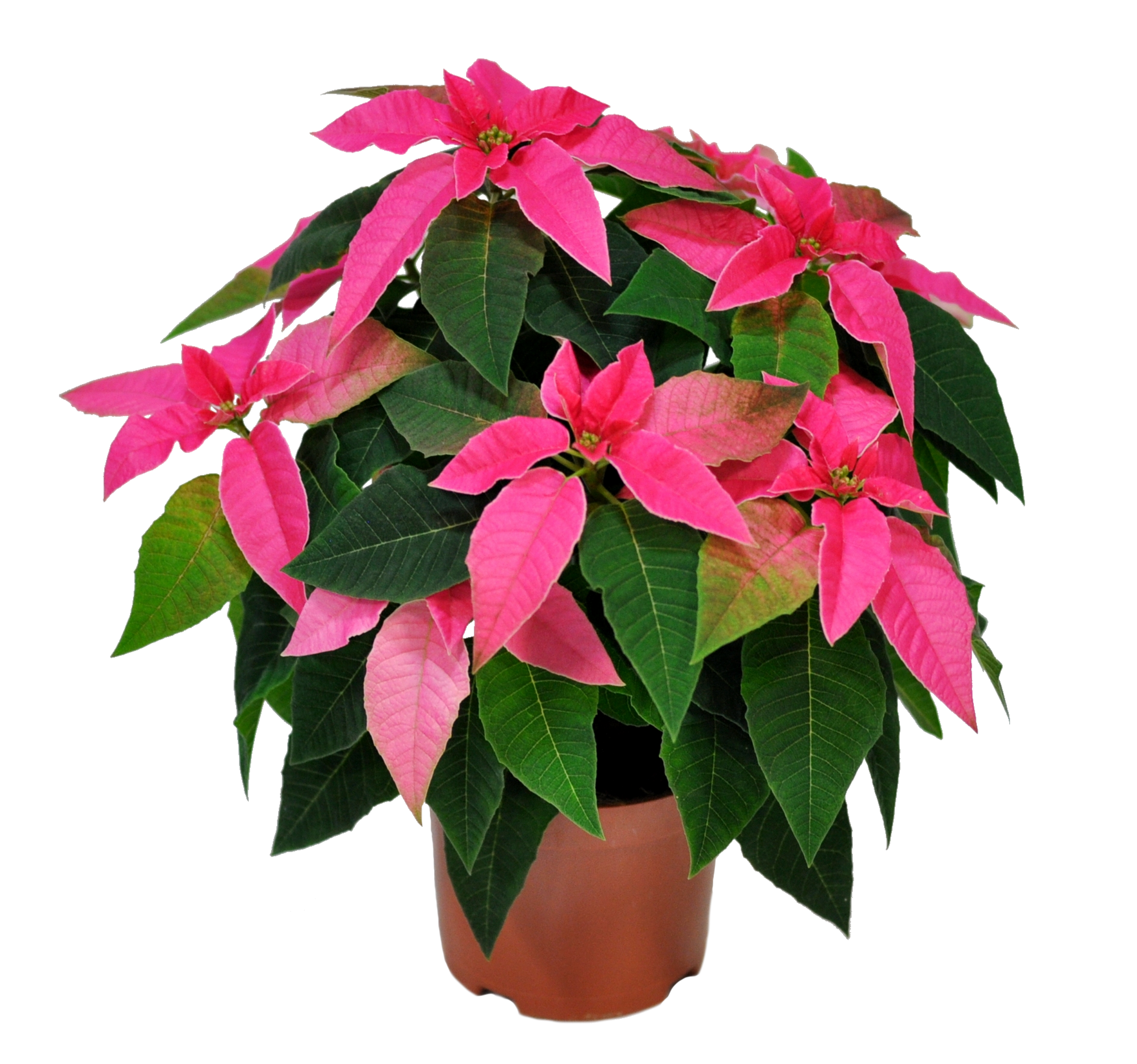 Poinsecja Princettia mix 30 cm gwiazda betlejemska
