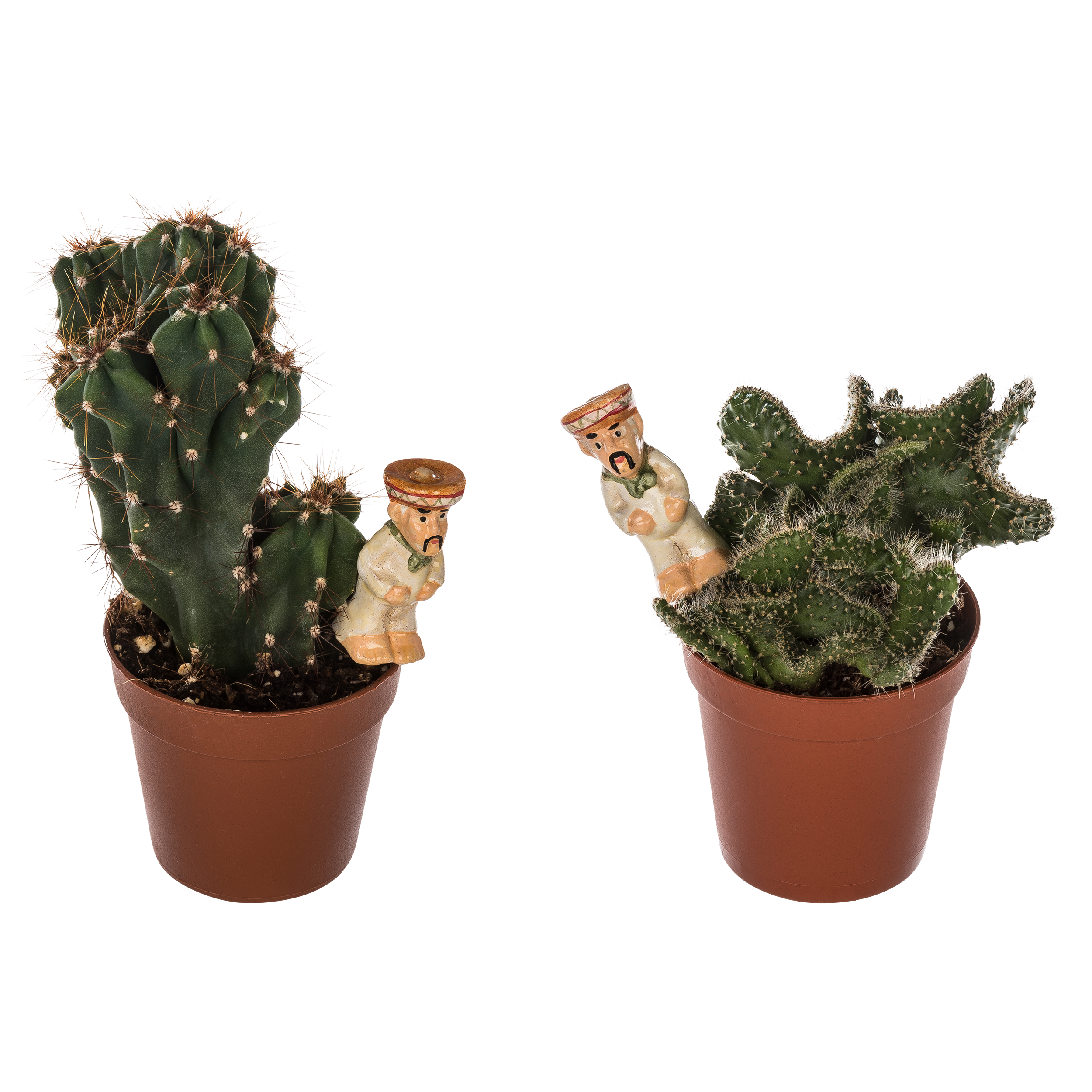 Kaktus z dekoracją mix 12 cm - 2