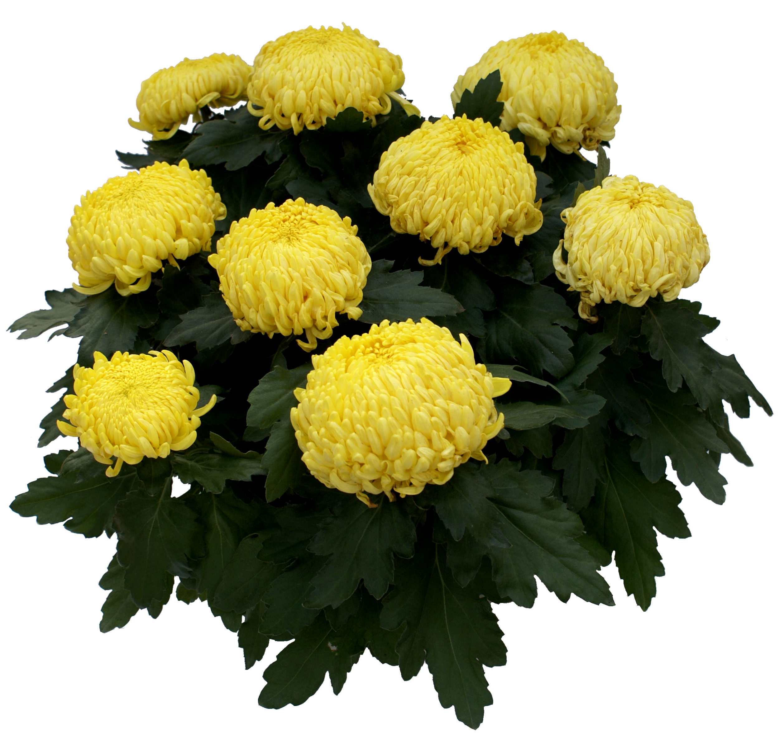 Chryzantema trzykolorowa mix 25-35 cm misa - 2