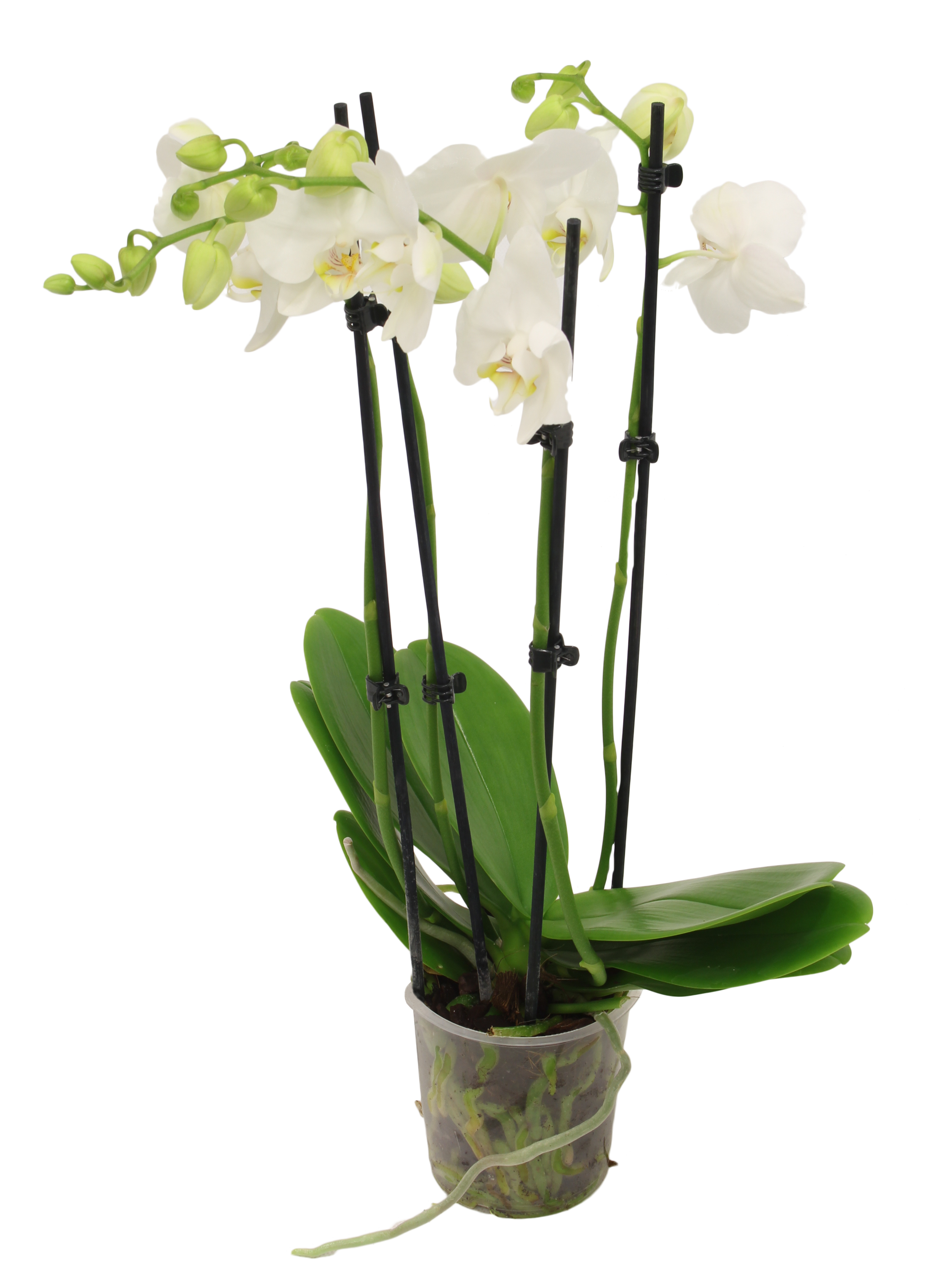 Storczyk Falenopsis mix 50-70cm 4 pędy