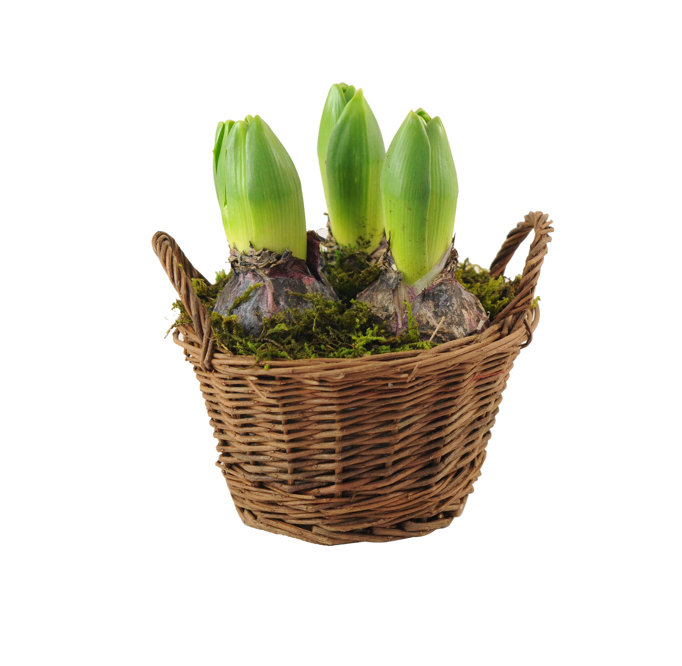 Hiacynt / Narcyz mix Kompozycja w wiklinowym koszyku 15 cm