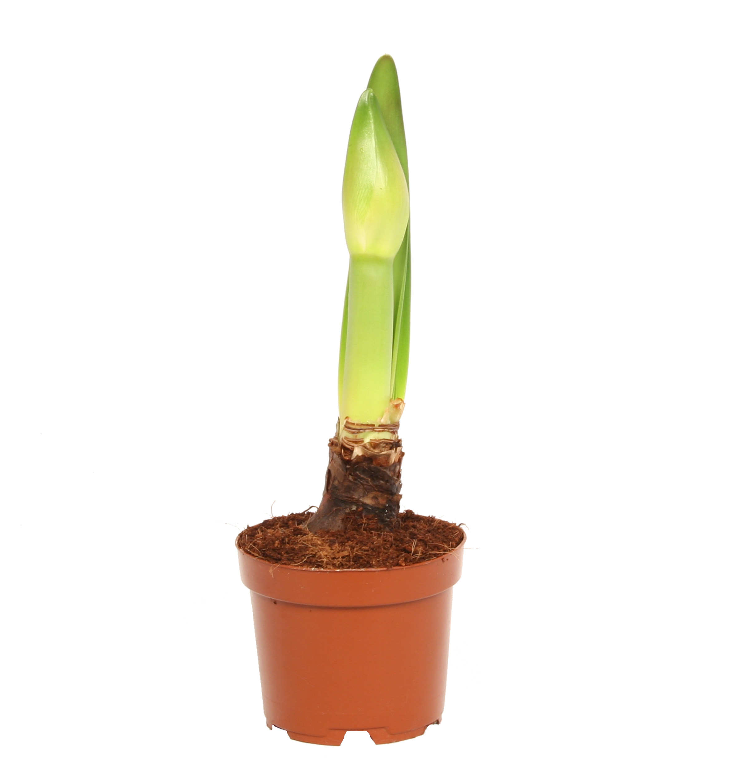 Zwartnica Hippeastrum mix 20cm 1 pęd