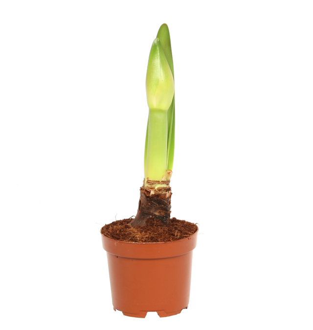 Zwartnica Hippeastrum mix 20cm 1 pęd