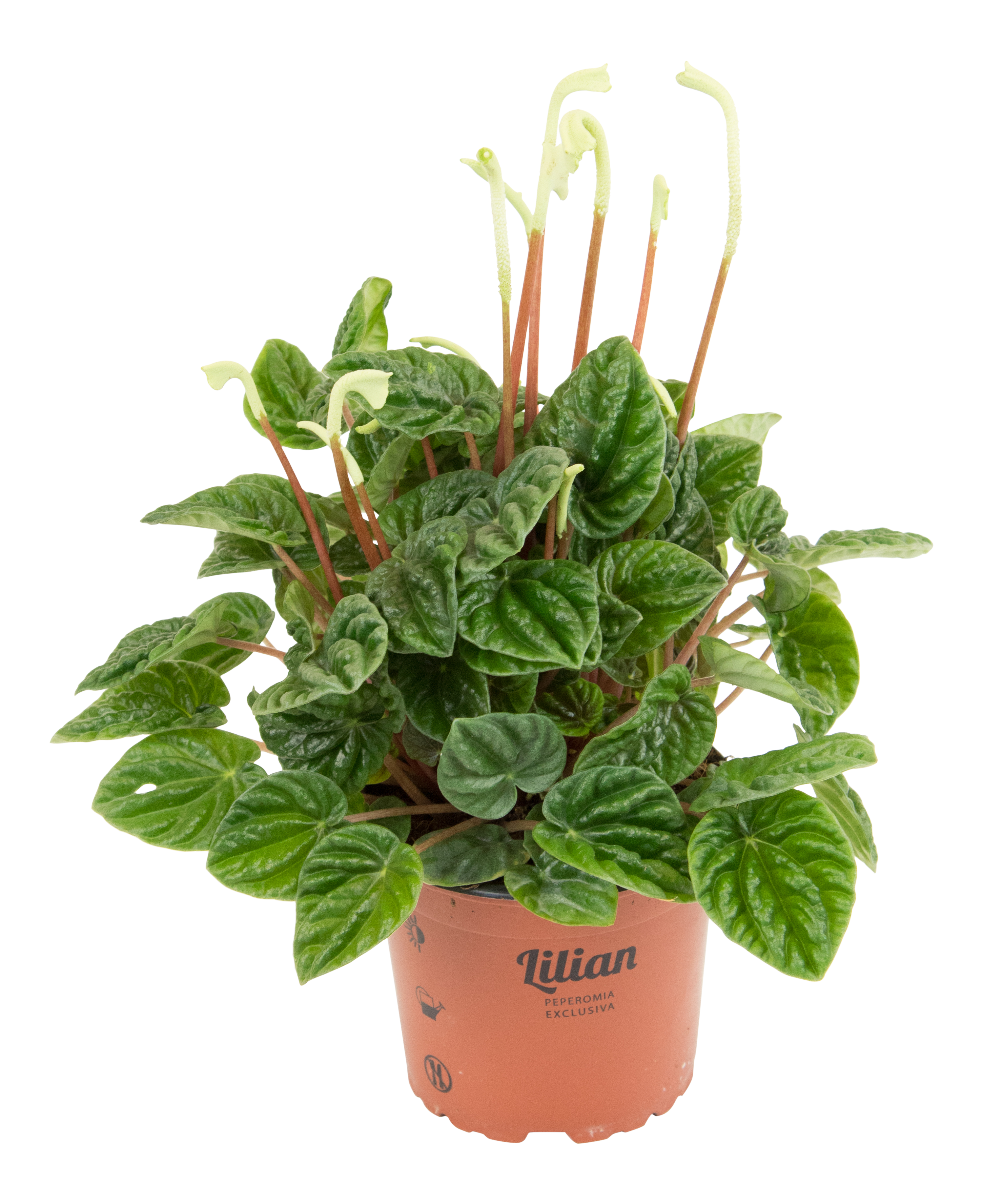 Peperomia Happy Bean 25cm don. 12cm