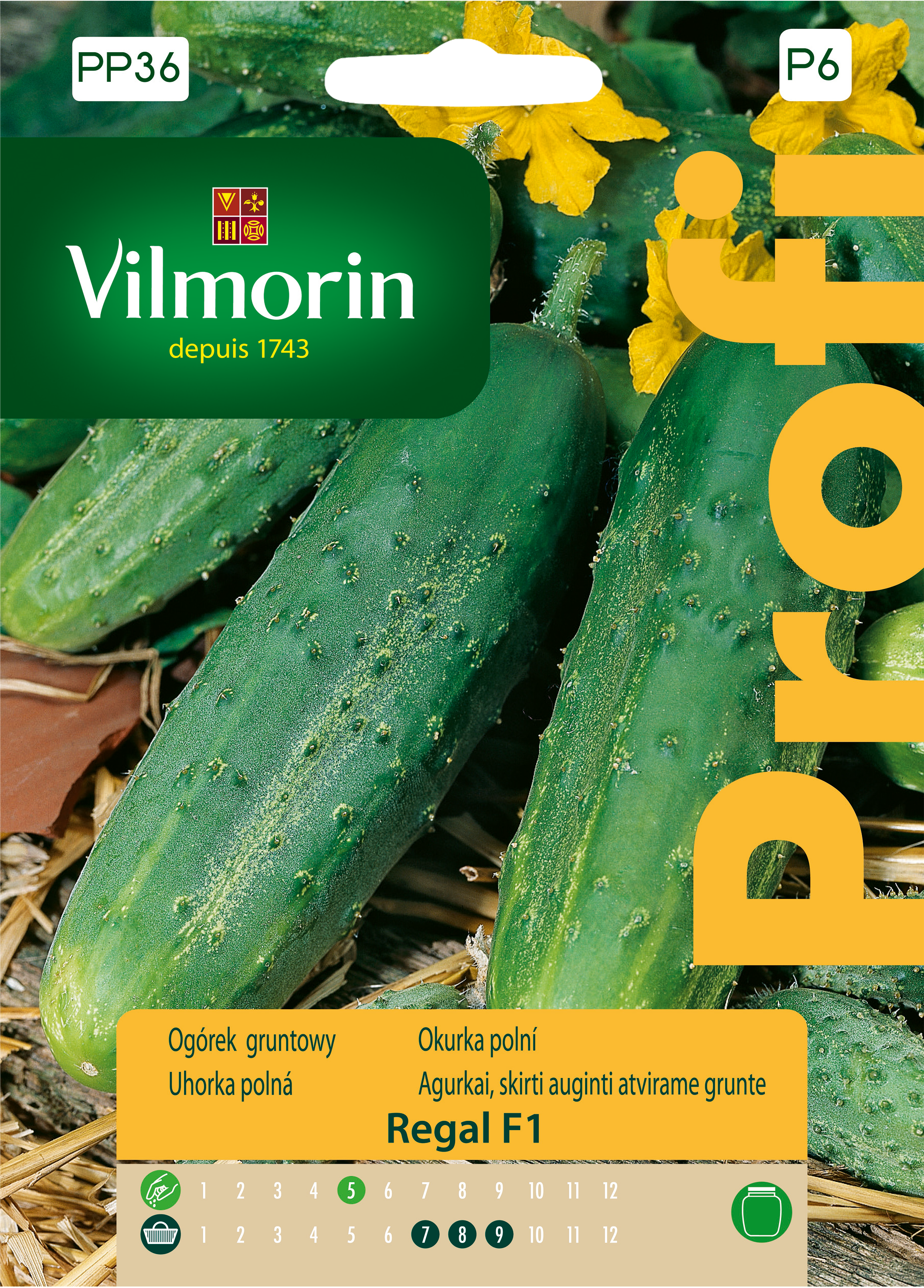 Ogórek gruntowy Regal F1 nasiona 15szt. Vilmorin