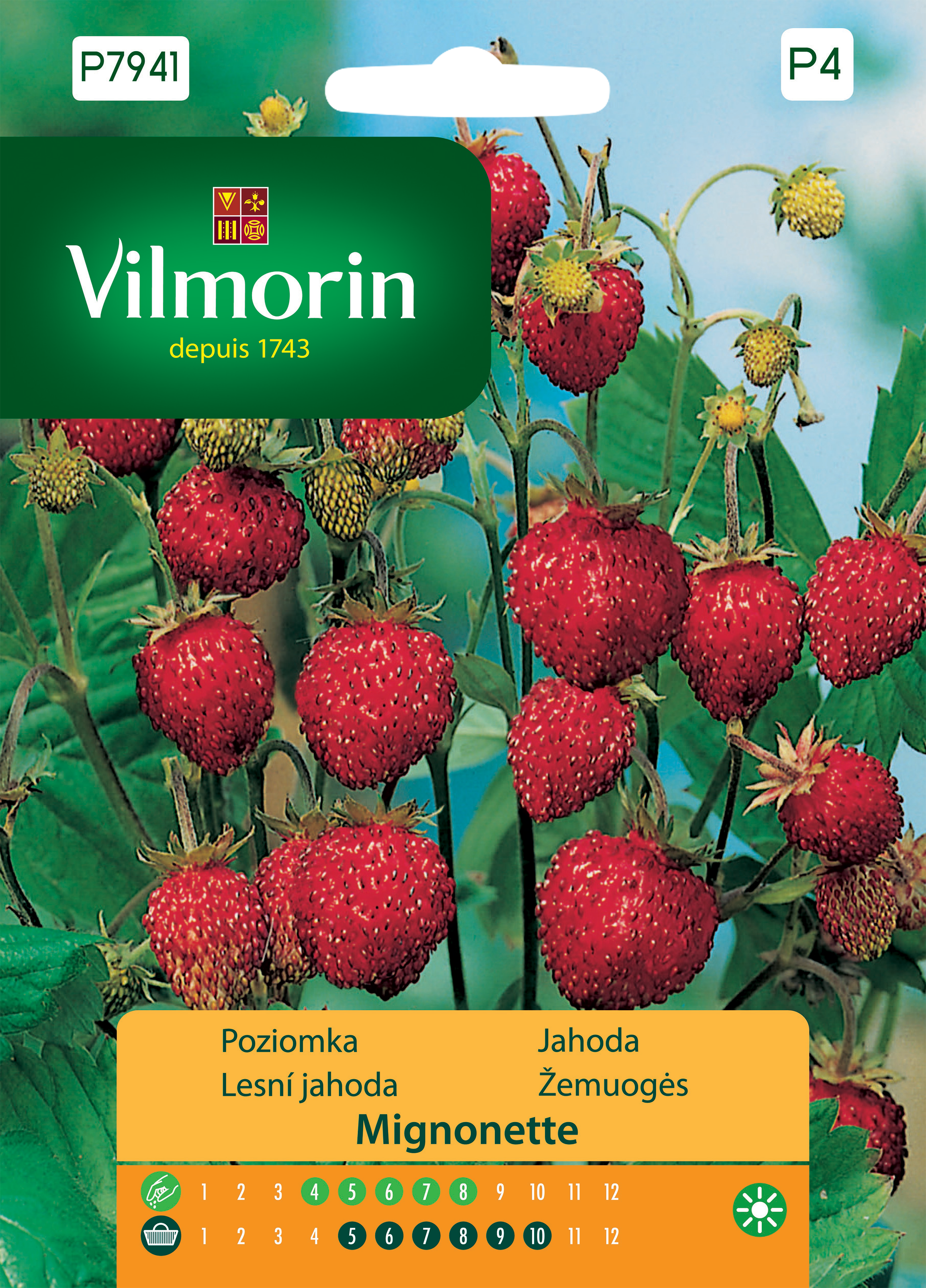 Poziomka Mignonette nasiona Vilmorin
