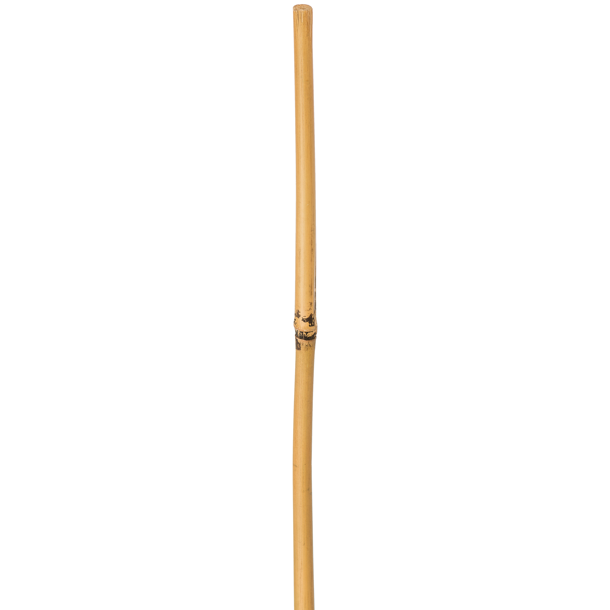 Tyczka bambusowa 150 cm x 12/14 mm Rim Kowalczyk