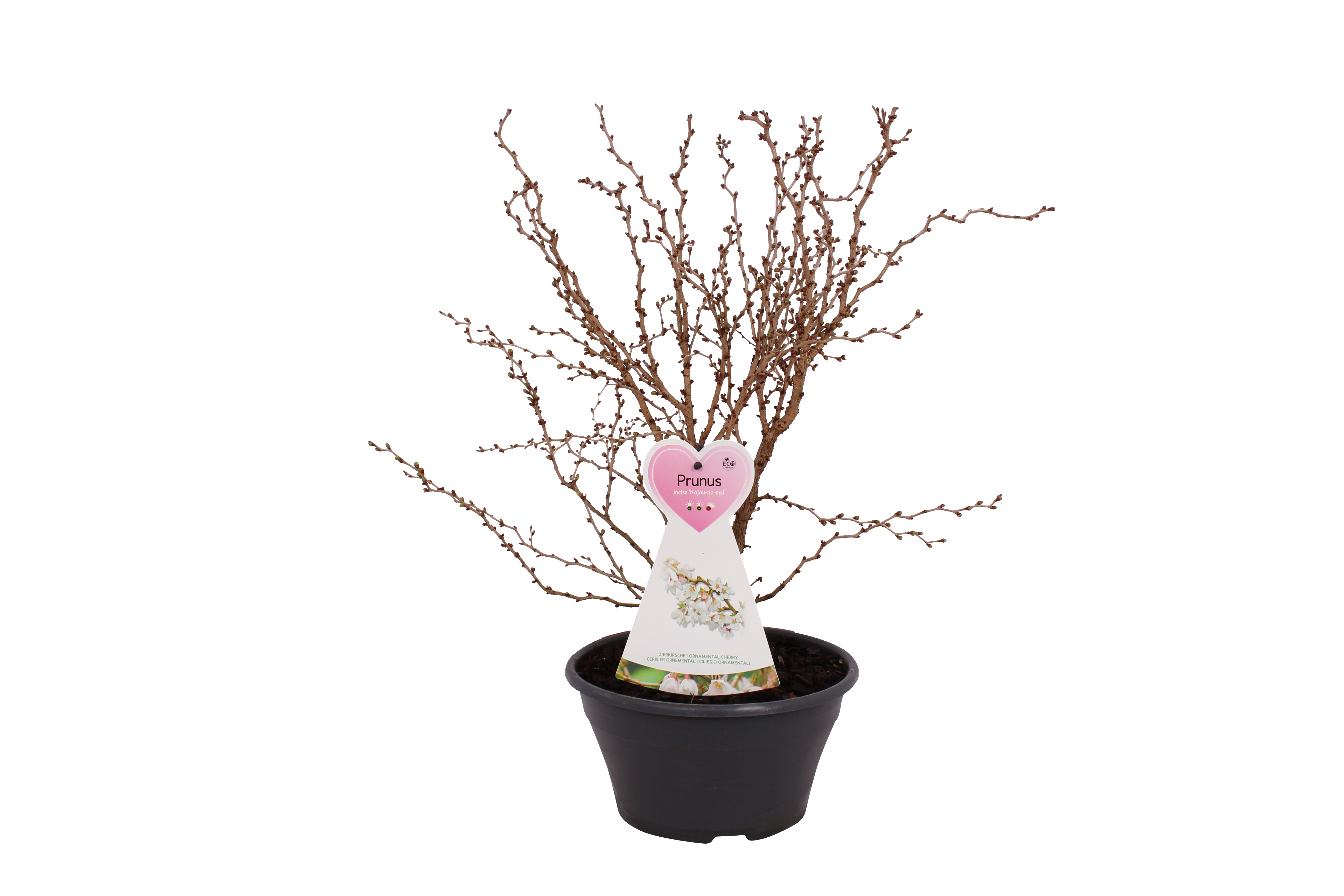 Wiśnia Kojou-No-Mai 40-50 cm