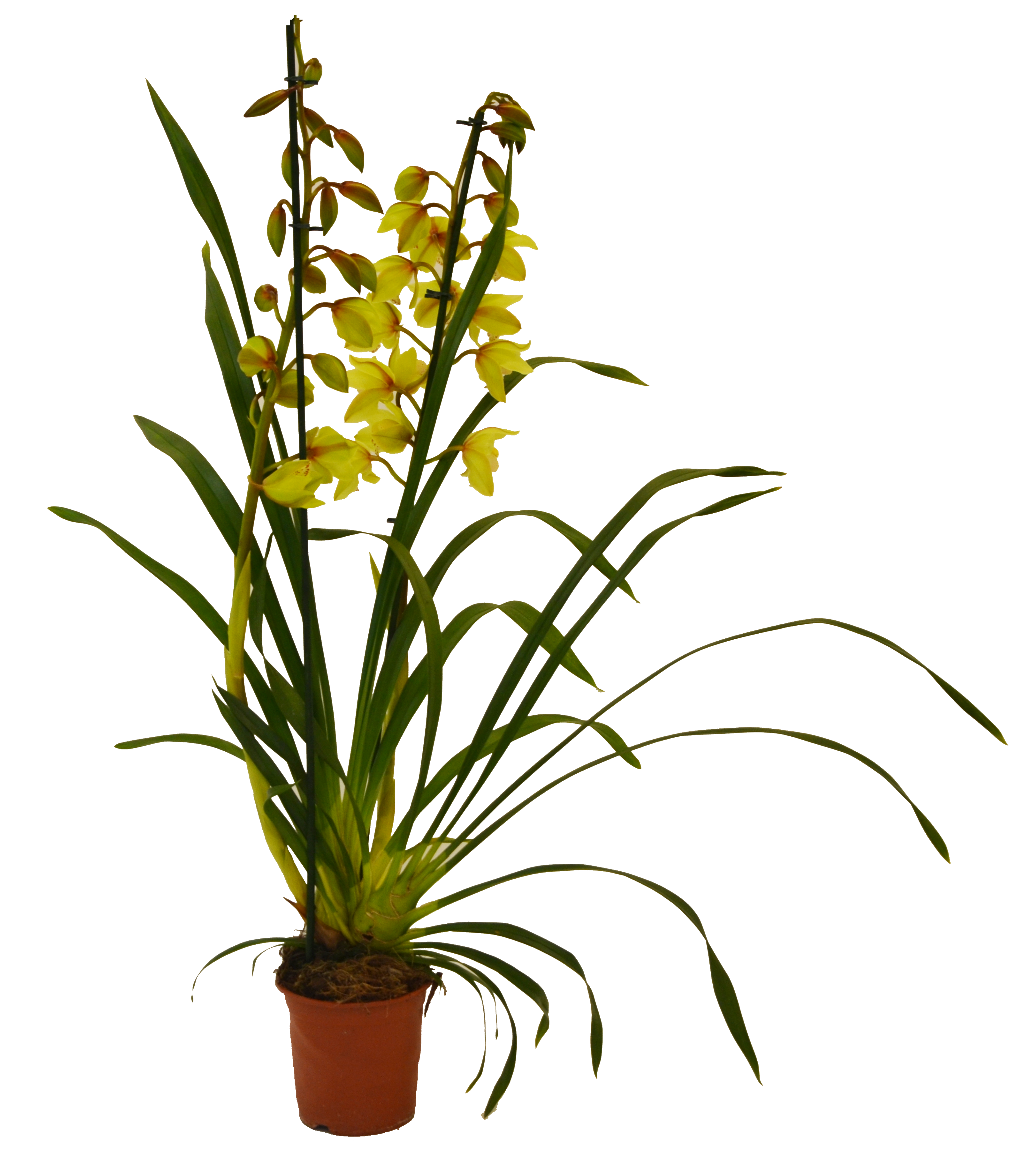 Storczyk Cymbidium mix 65-75cm 2 pędy
